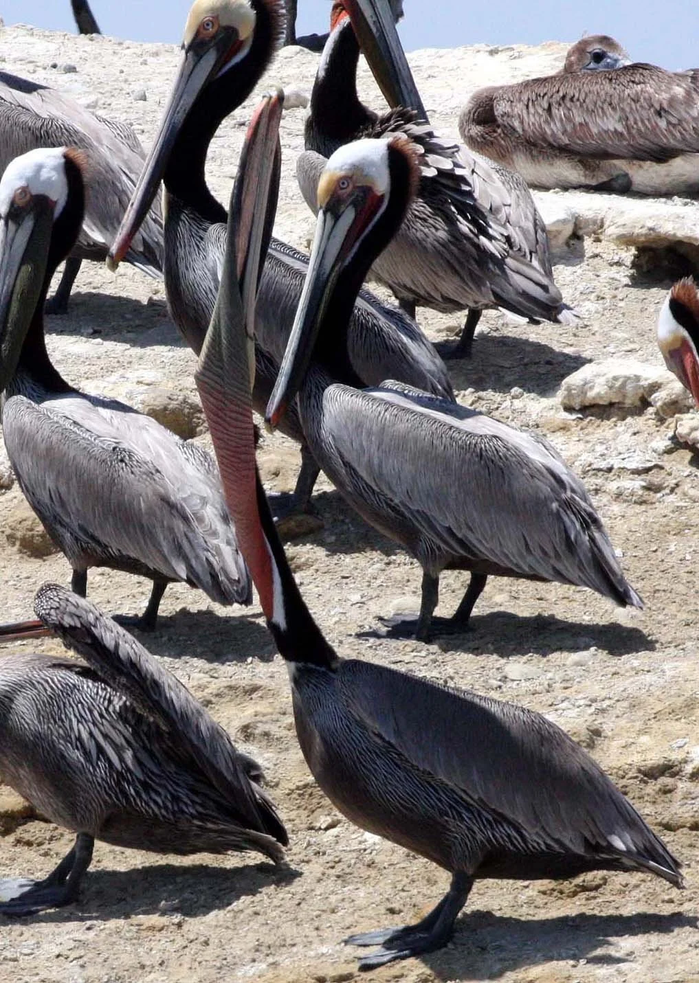 Pelecanus occidentalis - BROWN PELICAN - SAN IGNACIO LAGOON BAJA MEXICO (14).JPG