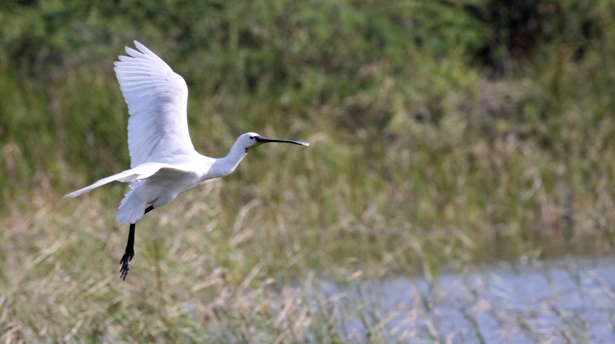 SPOONBILL - EURASIAN SPOONBILL - Platalea leucorodia - LITTLE RANN OF KUTCH GUJARAT INDIA (27).JPG