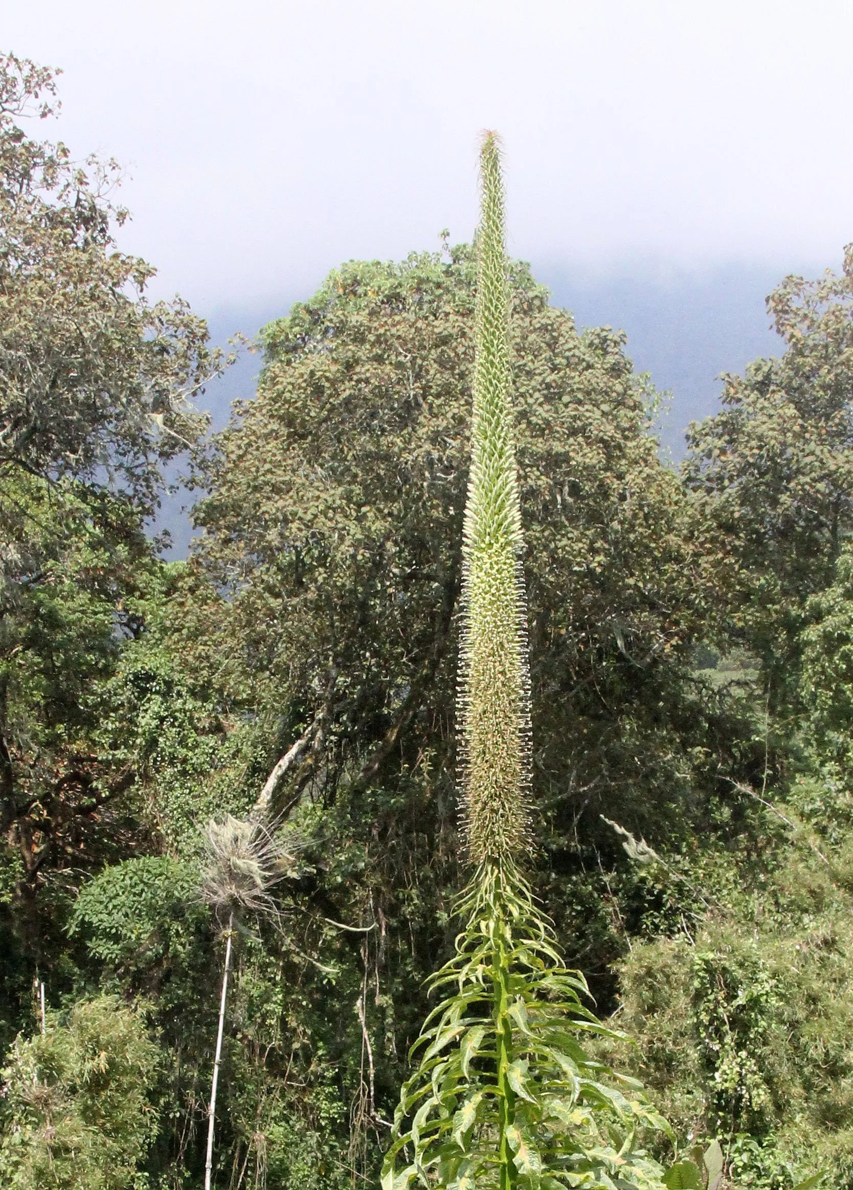 PARC DU VULCANS RWANDA 2012 (169).JPG