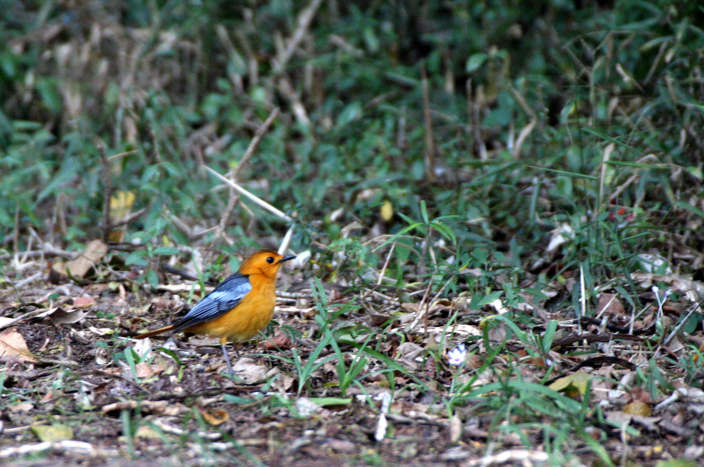 BIRD - ROBIN - NATAL ROBIN OR RED-CAPPED ROBIN-CHAT - COSSYPHA NATALENSIS - SAINT LUCIA WETLANDS RESERVE - SOUTH AFRICA (4).JPG
