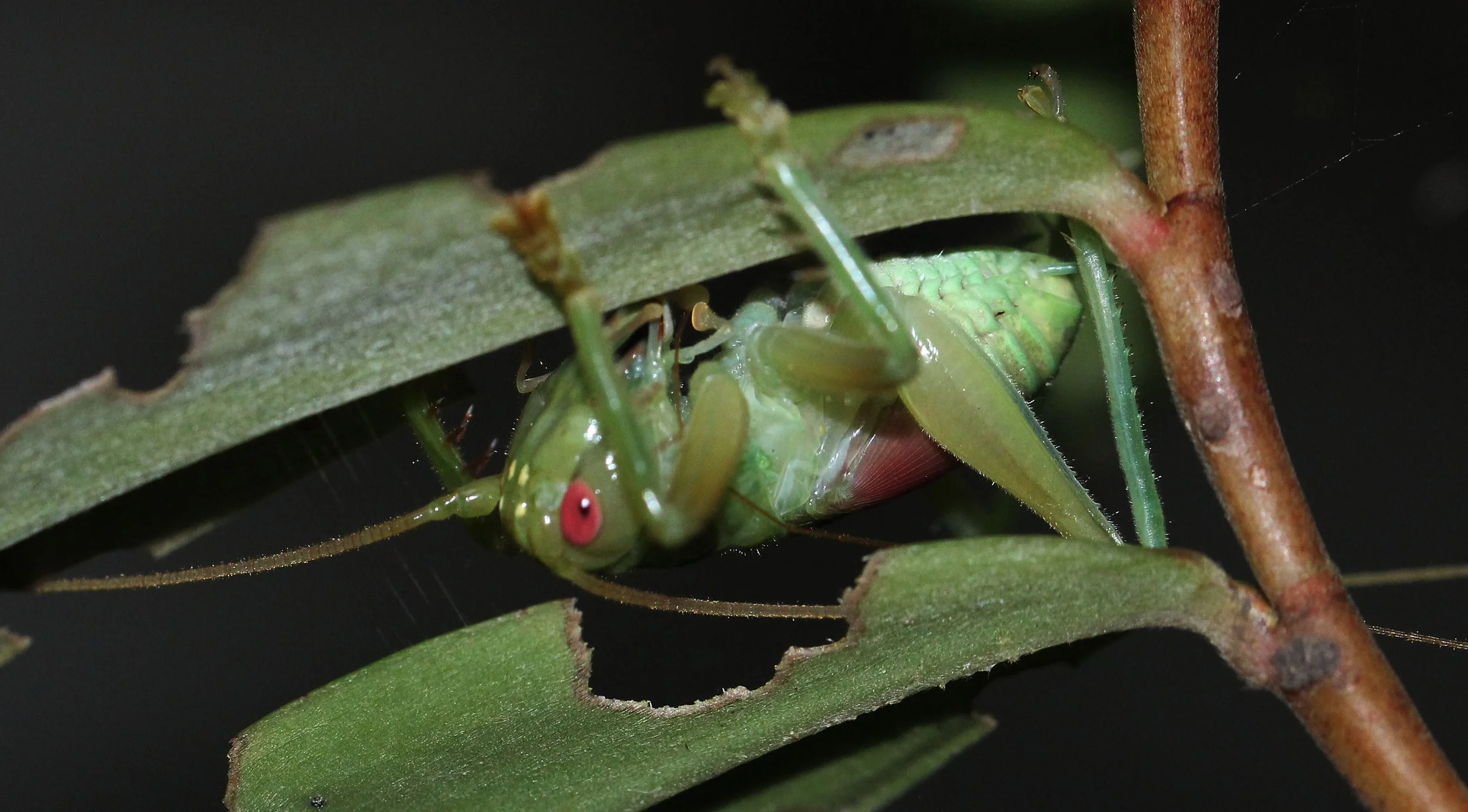 Gryllidae - Species 1 - Koh Lanta, Thailand (27).JPG