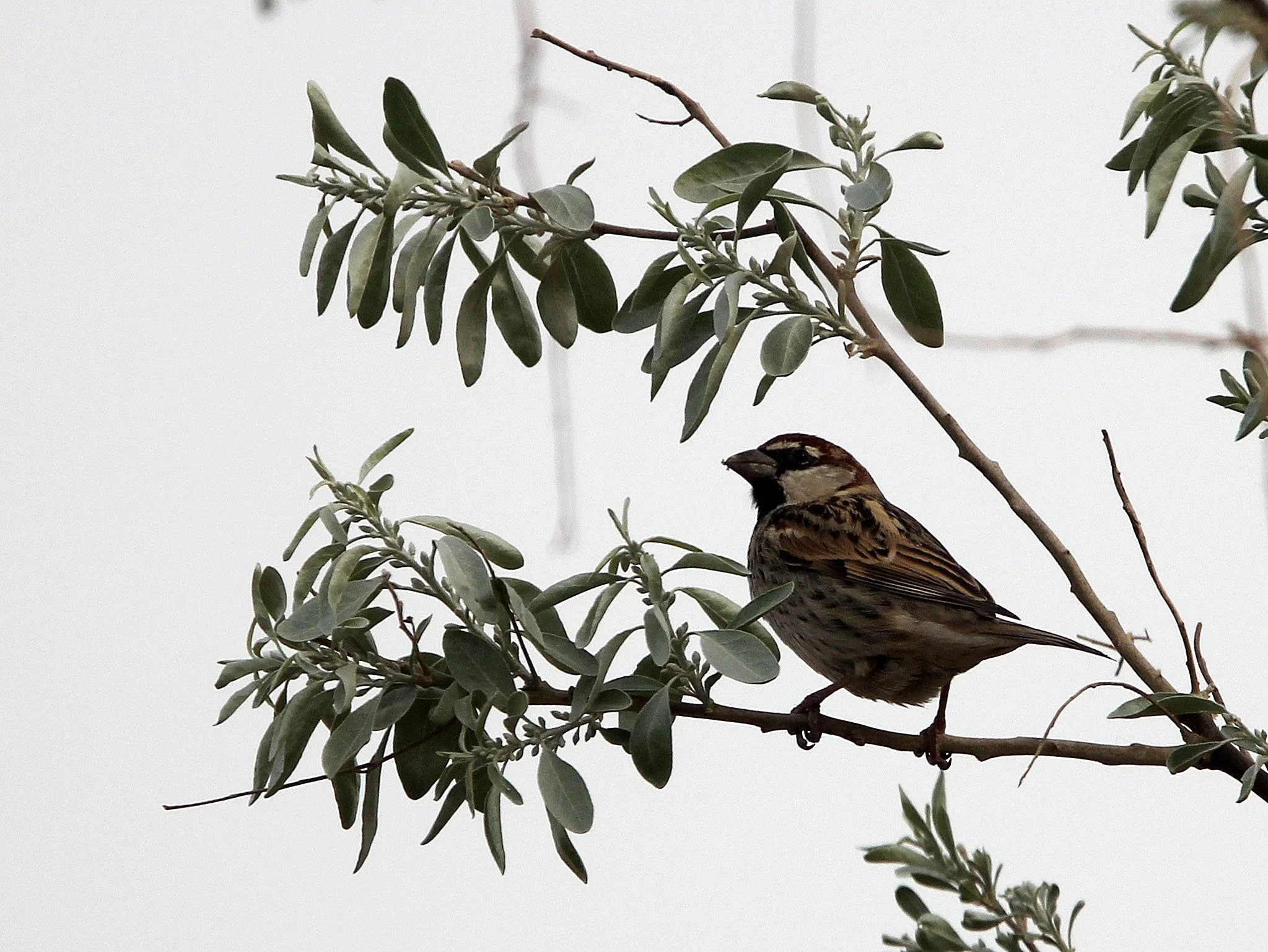 Spanish Sparrow (Passer hispaniolensis) Turpan Xinjiang China (3).JPG