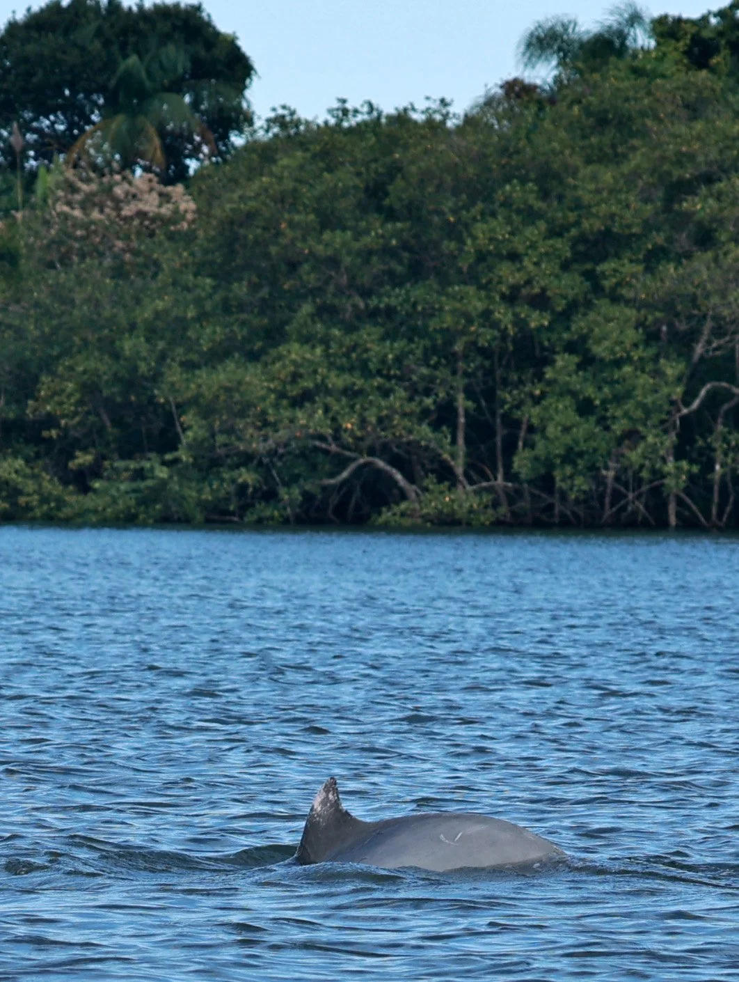 Guiana Dolphin (Sotalia guianensis) Superagüi National Park, Brazil (46).jpg