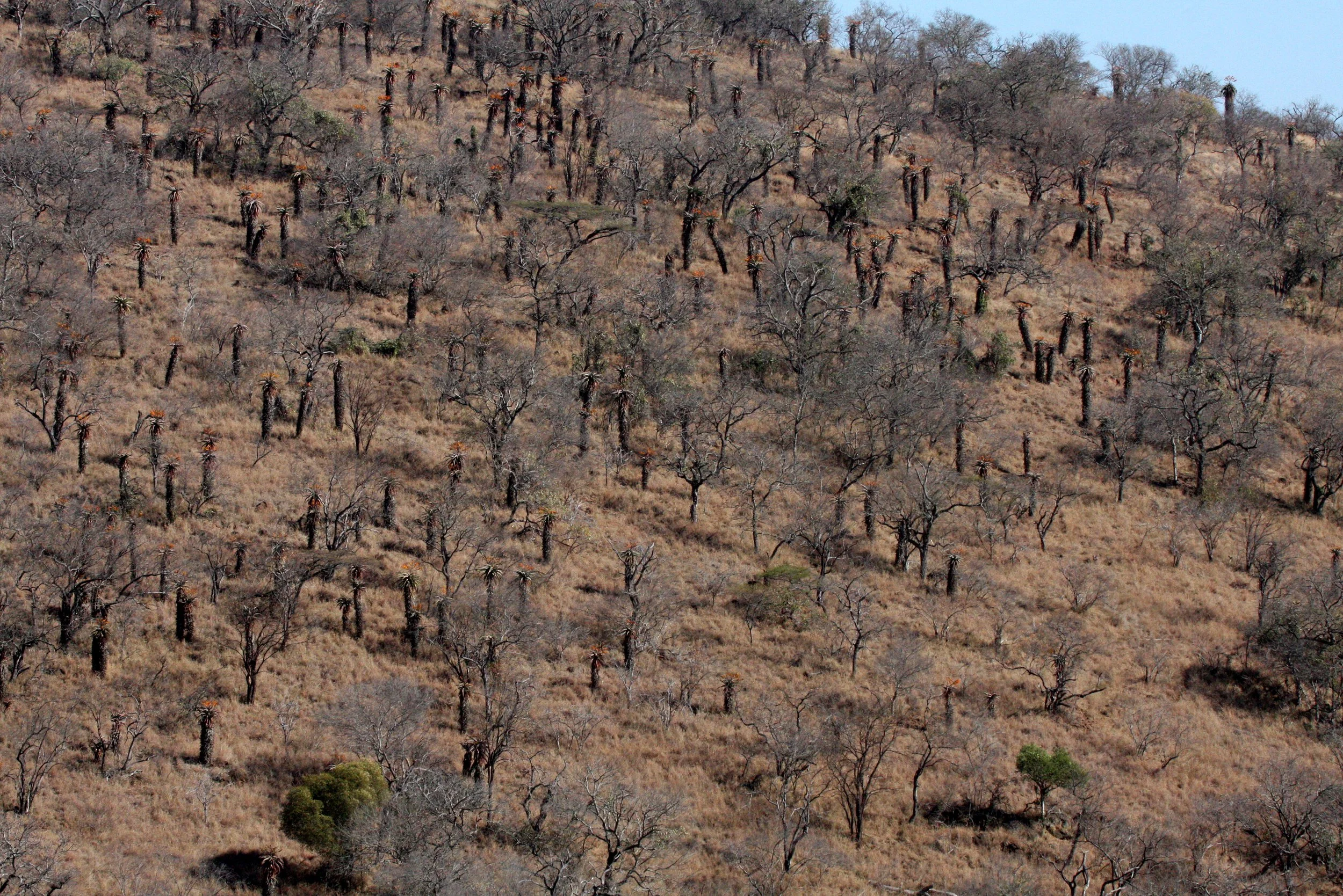 NATAL SOUTH AFRICA - ALOE WOODLAND (5).JPG