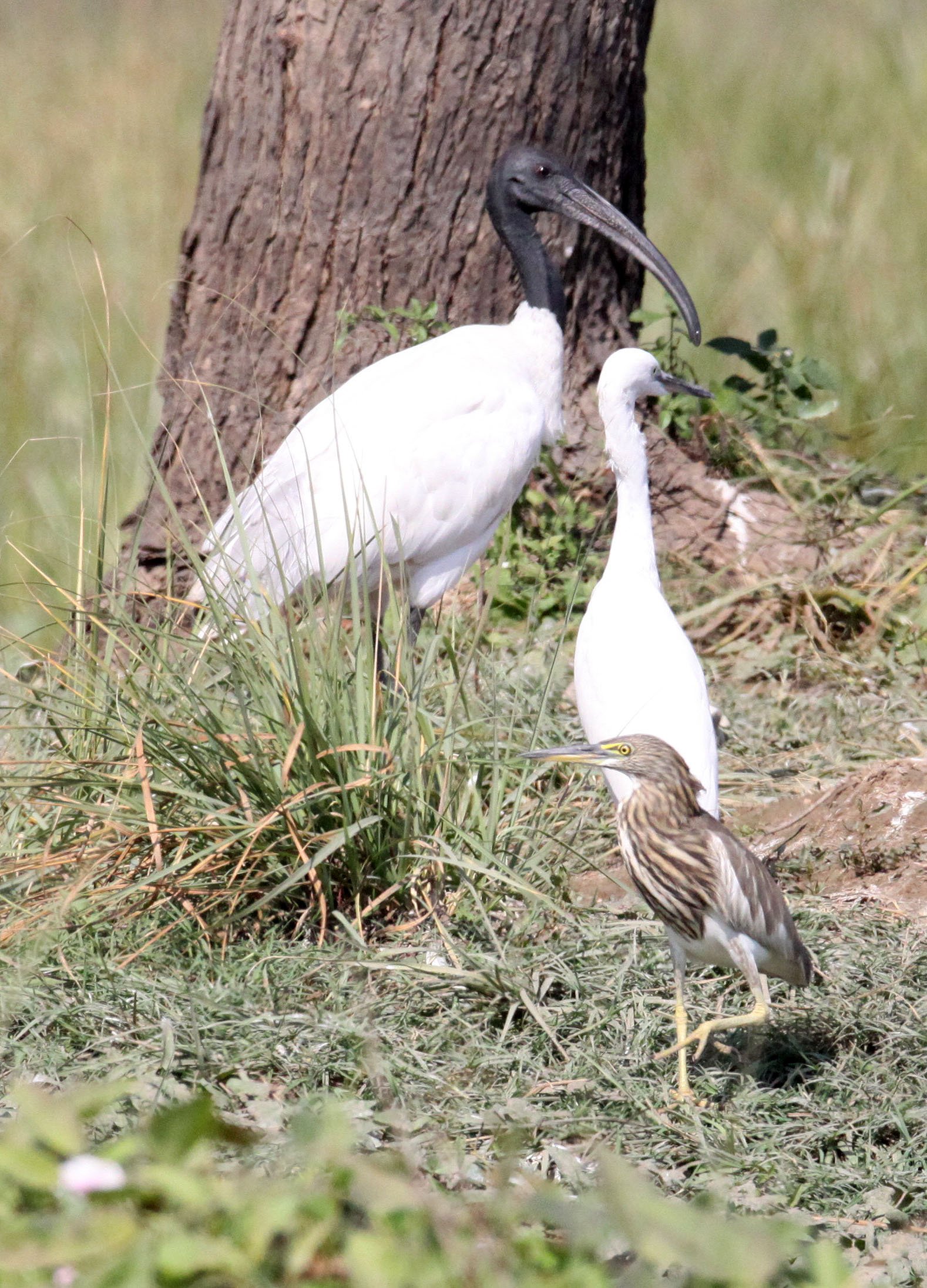 IBIS - BLACK-HEADED IBIS - Threskiornis melanocephalus - NEAR AHMEDABAD GUJARAT INDIA (11).JPG