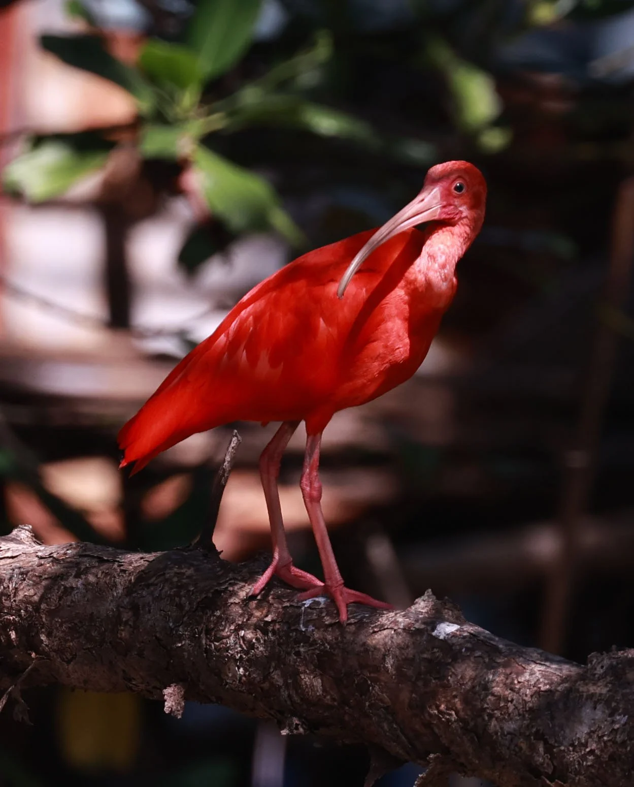 Ibis - Scarlet Ibis - Eudocimus ruber - 29 Songkaow Cafe, Chachoengsao Thailand (123).jpg