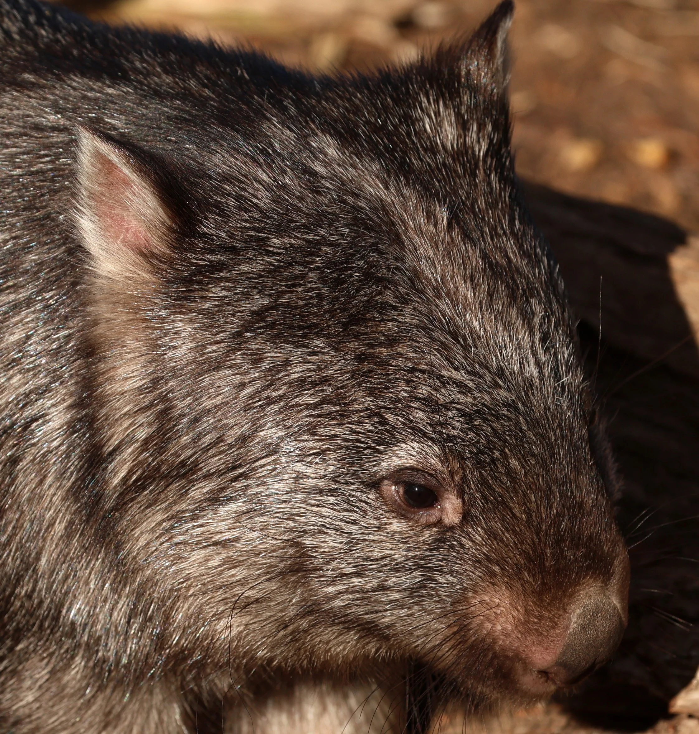 Tasmanian Wombat (Vombatus ursinus tasmaniensis) Bonorong Wildlife Sanctuary - Tasmania 