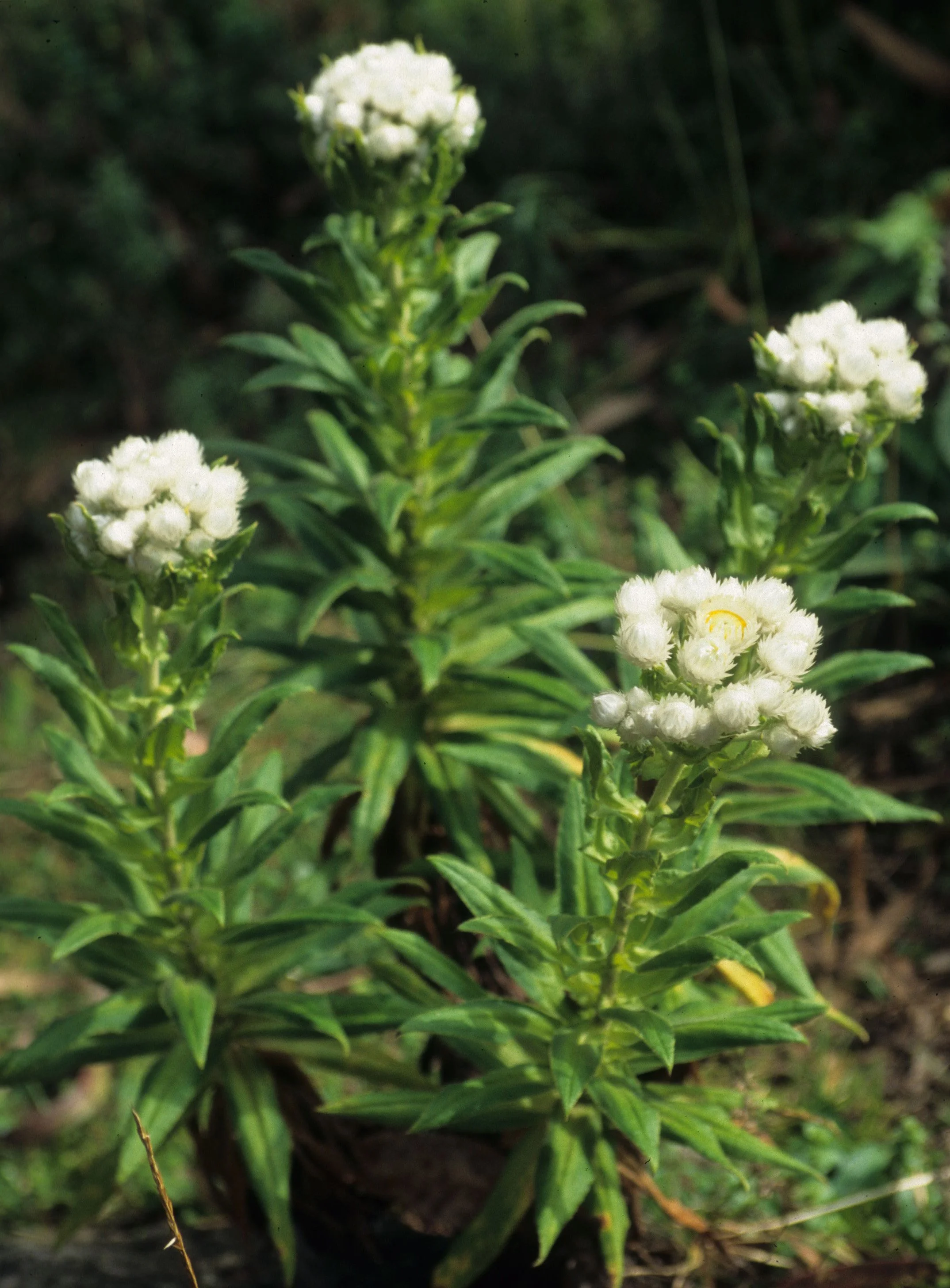 RWANDA - STRAWFLOWER.jpg