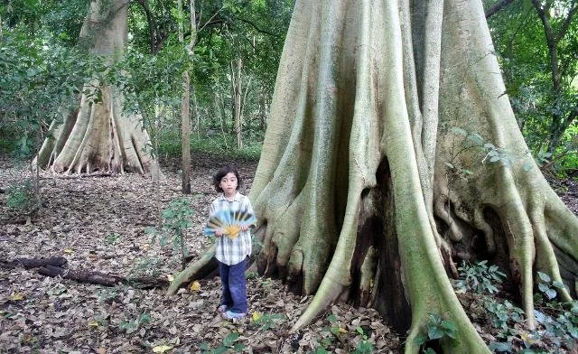 Cokie trekking amongst the rainforest giants