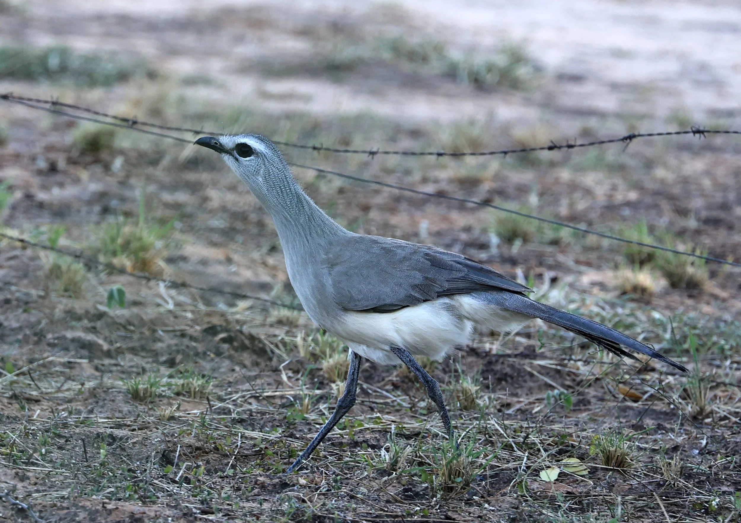 Black-legged Seriema (Chunga burmeisteri) Parque Nacional Teniente Agripino Enciso (47).jpg