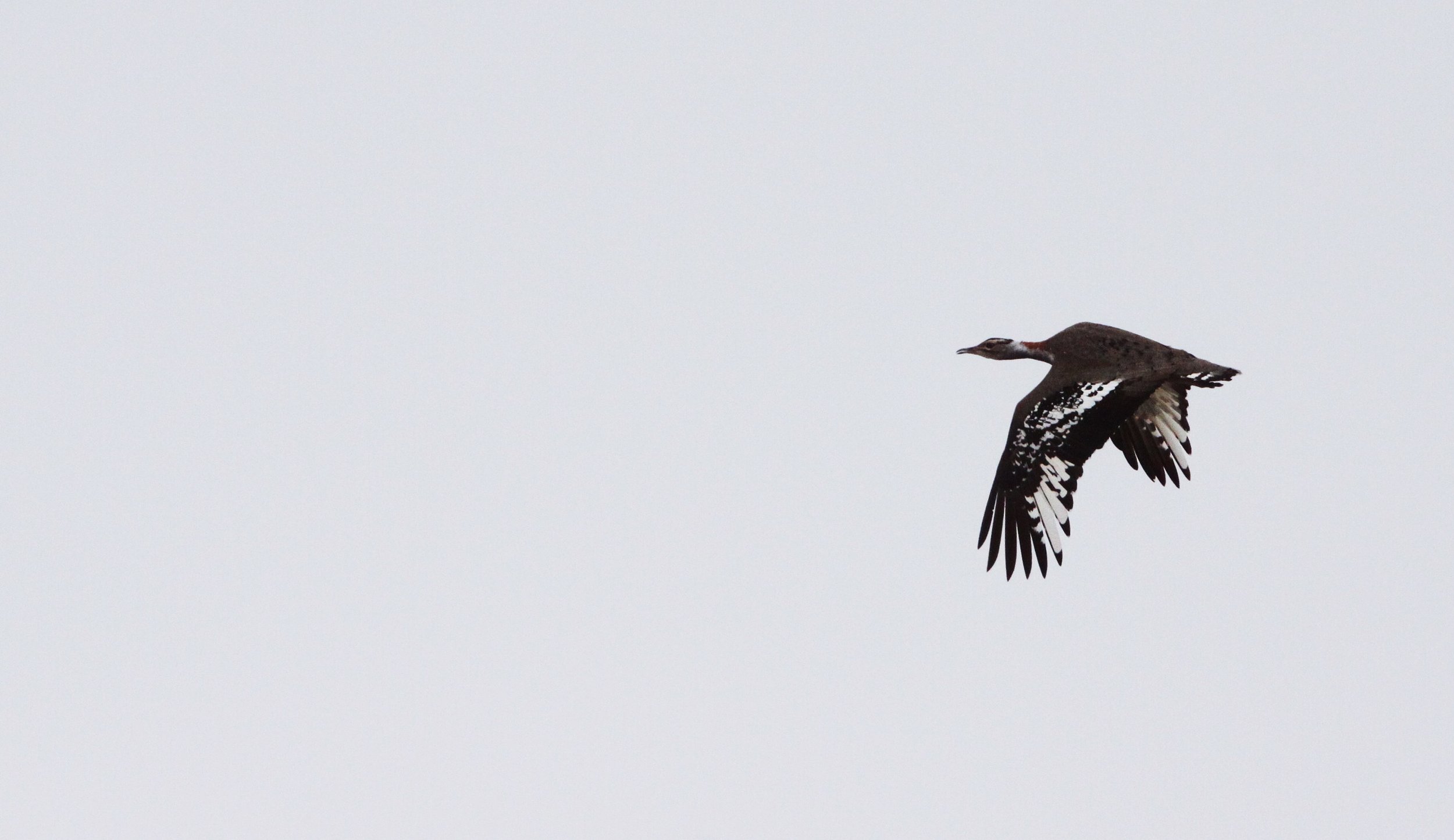 Ludwig's bustard (Neotis ludwigii) Bontebok NP, South Africa (6).JPG