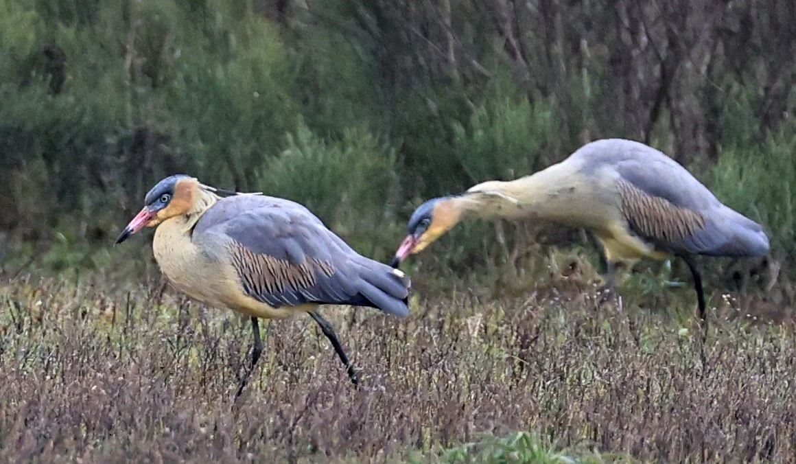 Whistling Heron (Syrigma sibilatrix) El Palmar National Park, Entre Rios, Argentina (18).jpg