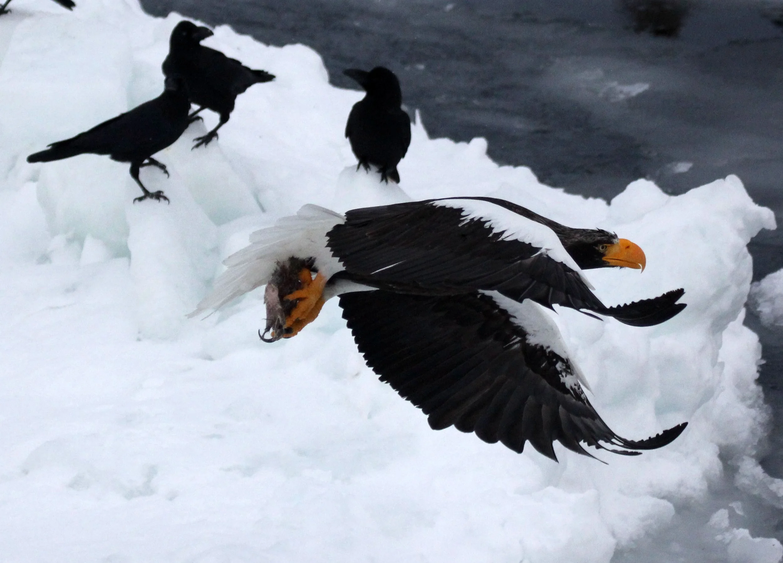 Haliaeetus pelagicus - STELLER'S SEA EAGLE - RAUSU, SHIRETOKO PENINSULA, HOKKAIDO JAPAN (60).JPG