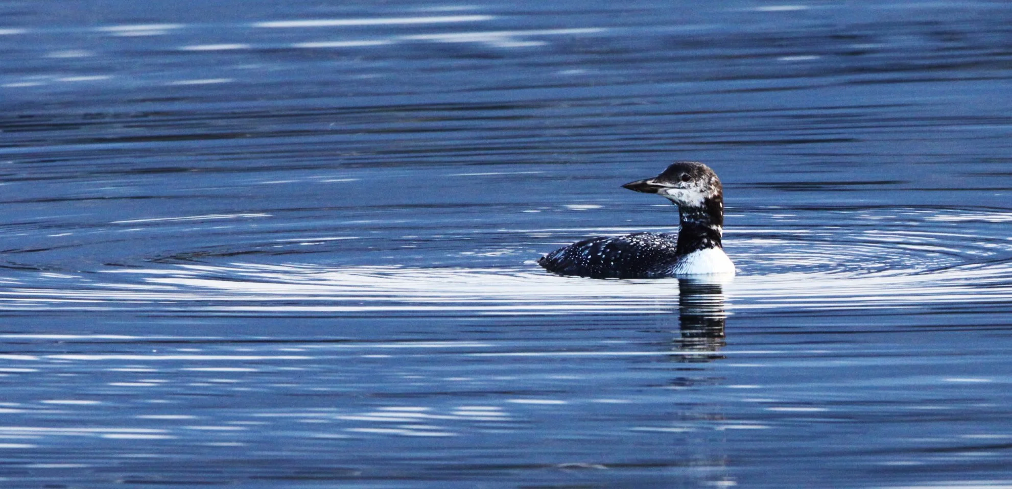 BIRD - LOON - COMMON LOON - PORT ANGELES HARBOR WA (10).JPG