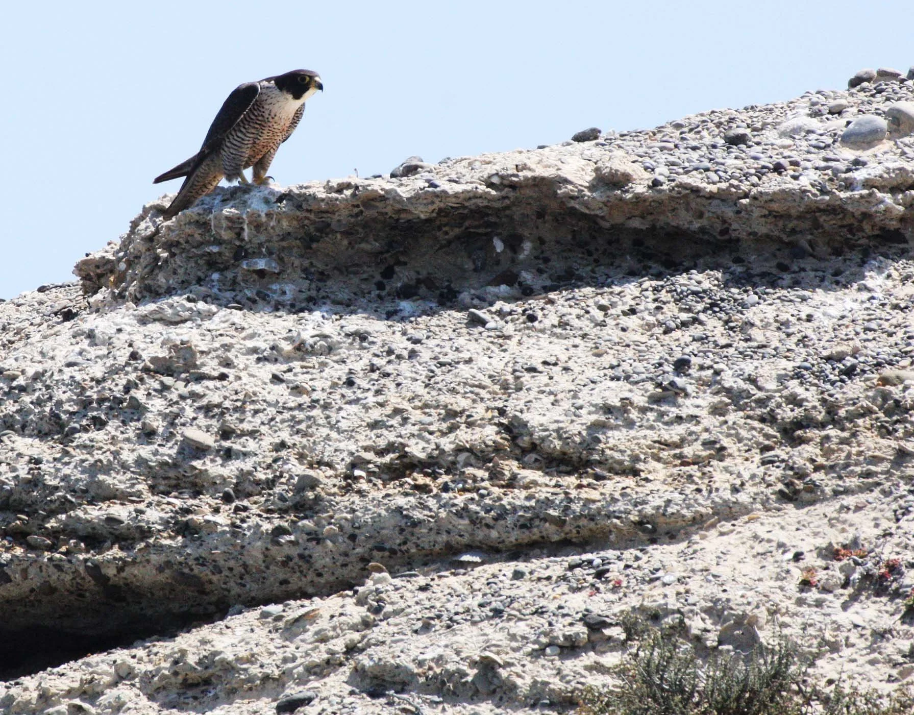 Falco peregrinus anatum - AMERICAN PEREGRINE FALCON - SAN IGNACIO LAGOON BAJA MEXICO (21).JPG