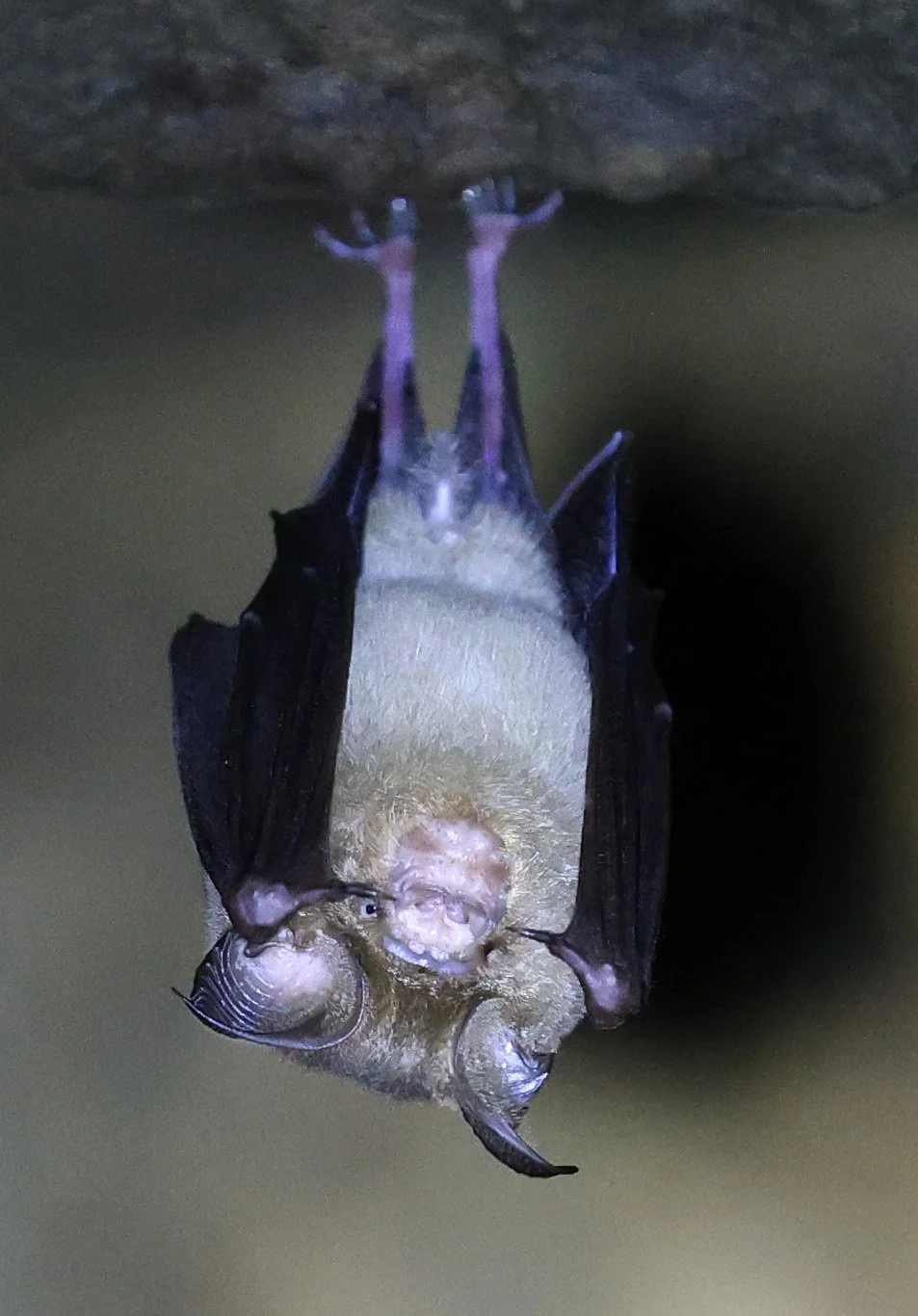 Cantor’s Leaf-nosed Bat (Hipposideros galeritus) Wat Sa Nam Sai Temple Pak Chong Thailand (6).jpg
