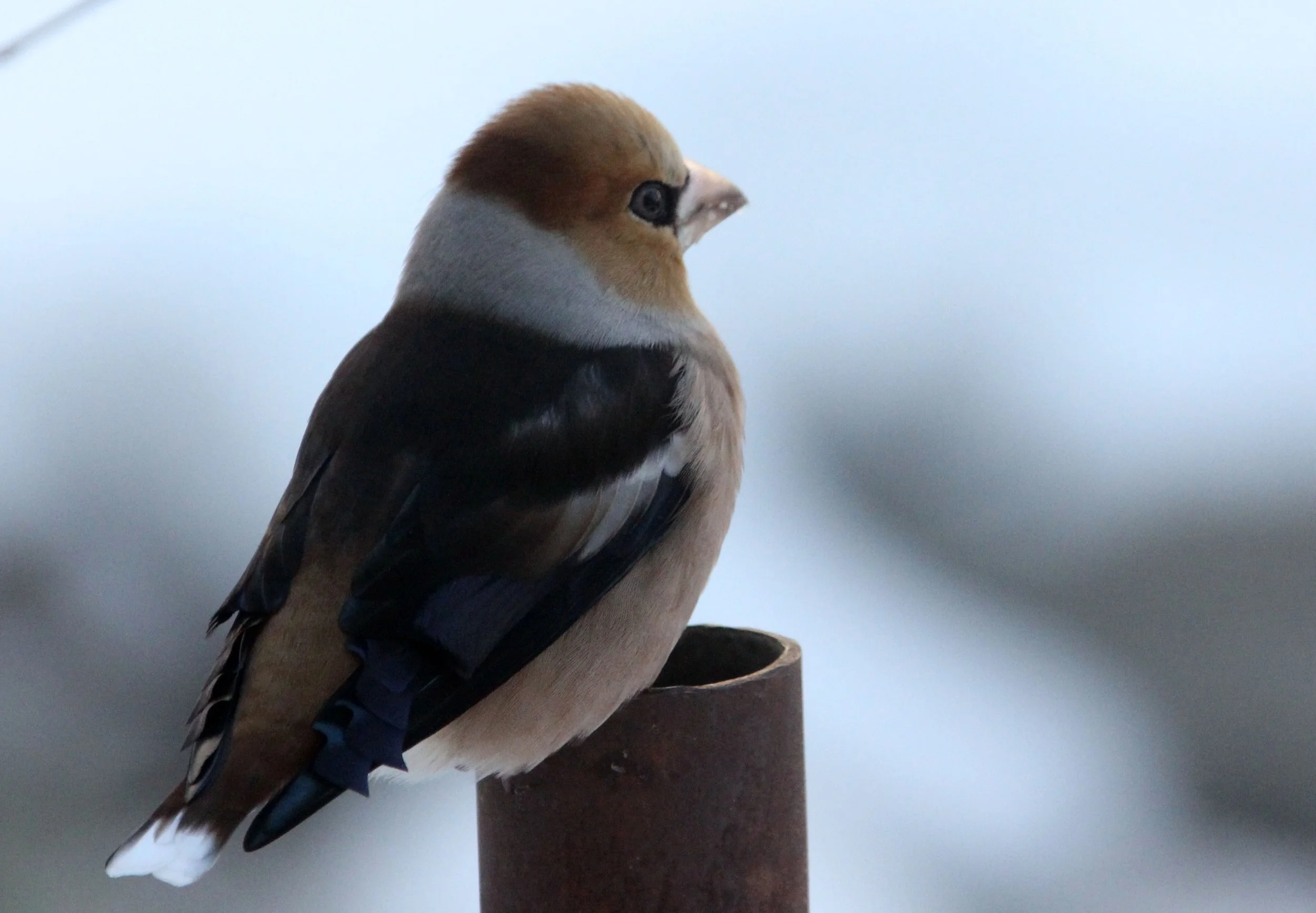 Hawfinch (Coccothraustes coccothraustes) Yoroushi Onsen, Daiichi Spa, Hokkaido, Japan (10).JPG