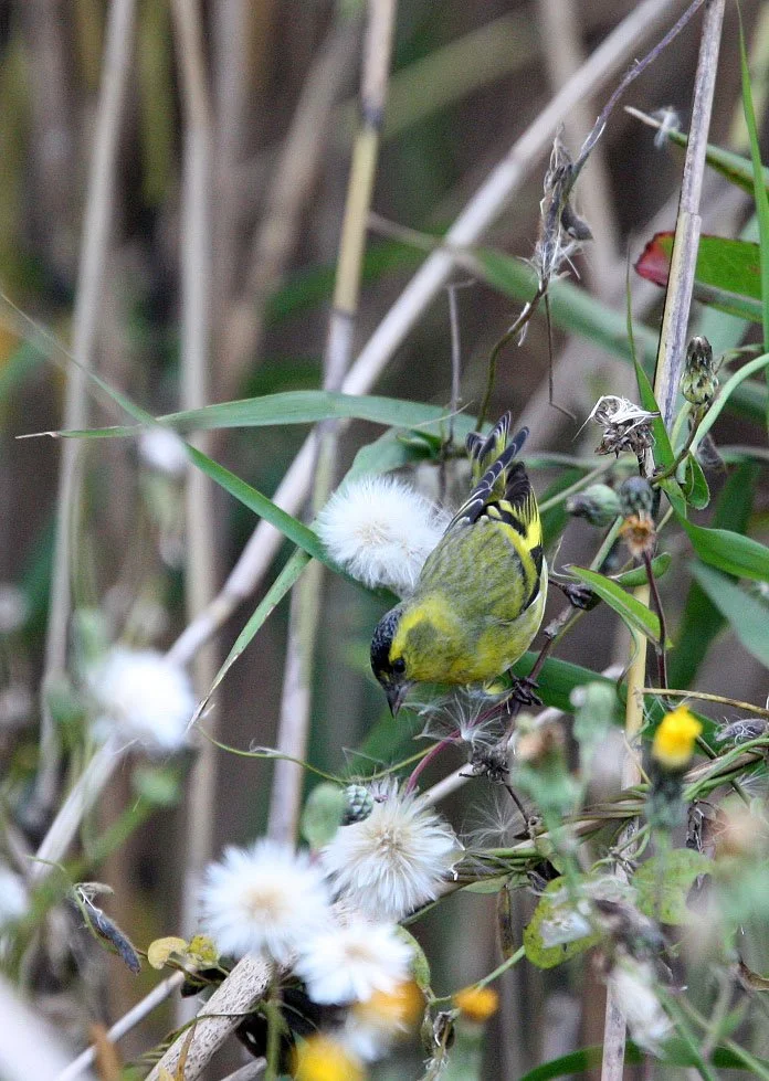 Eurasian Siskin (Spinus spinus) Nankou Rudong, China (17).JPG
