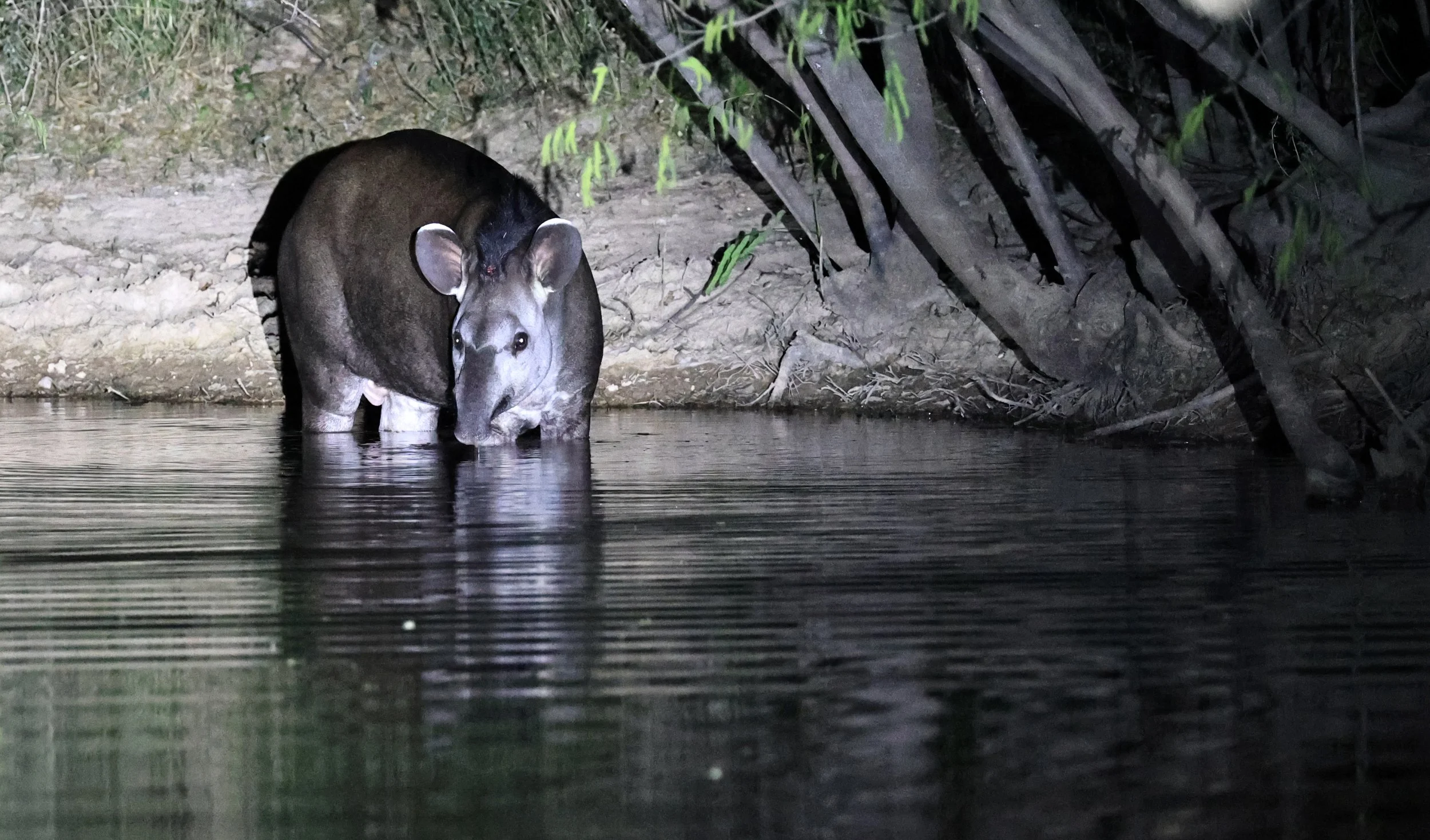 South American Tapir (Tapirus terrestris) Hotel Campestre Iparoma Paraguay  (23).jpg