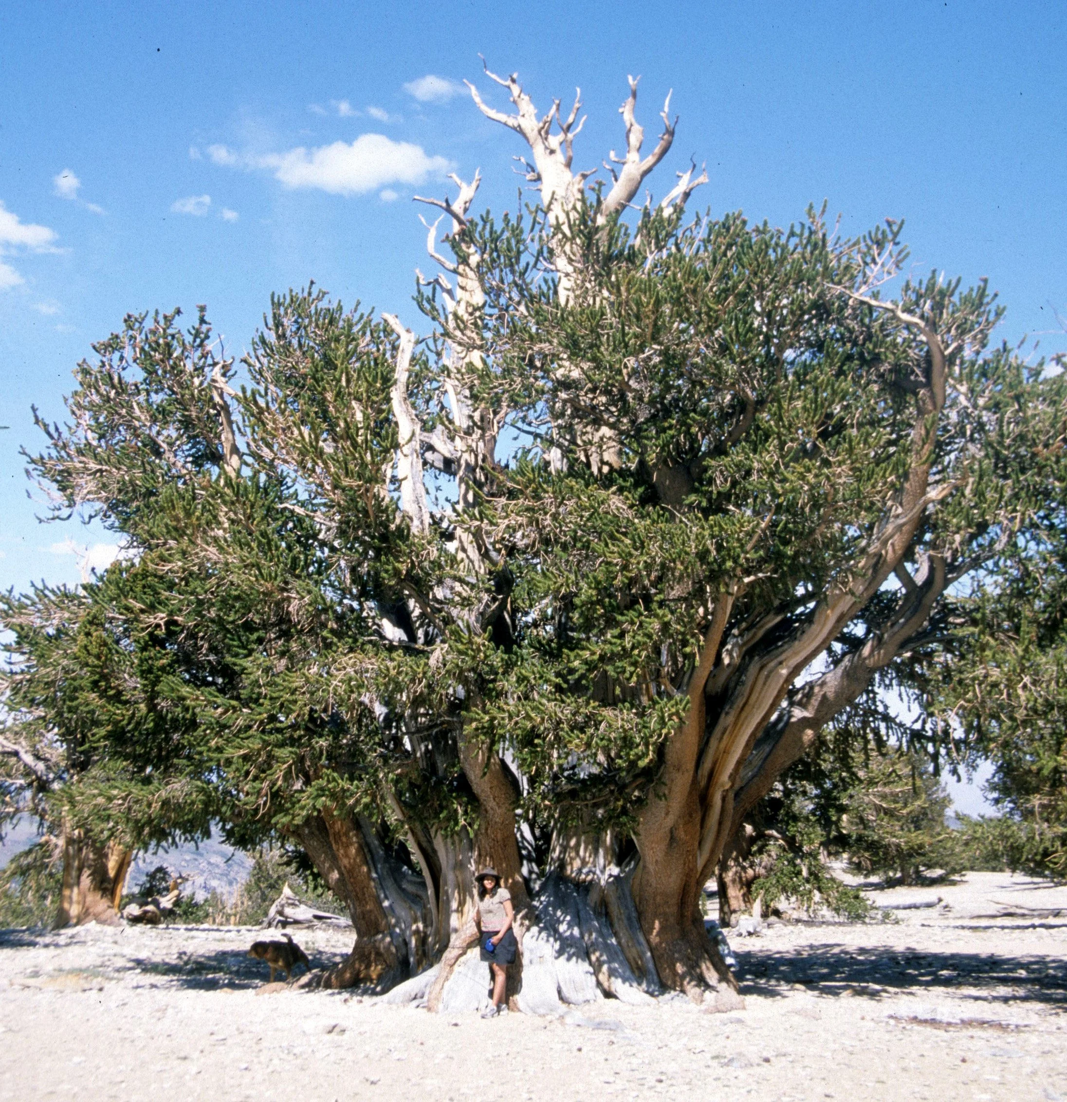 CALIFORNIA - WHITE MOUNTAINS - WRECK (5).jpg