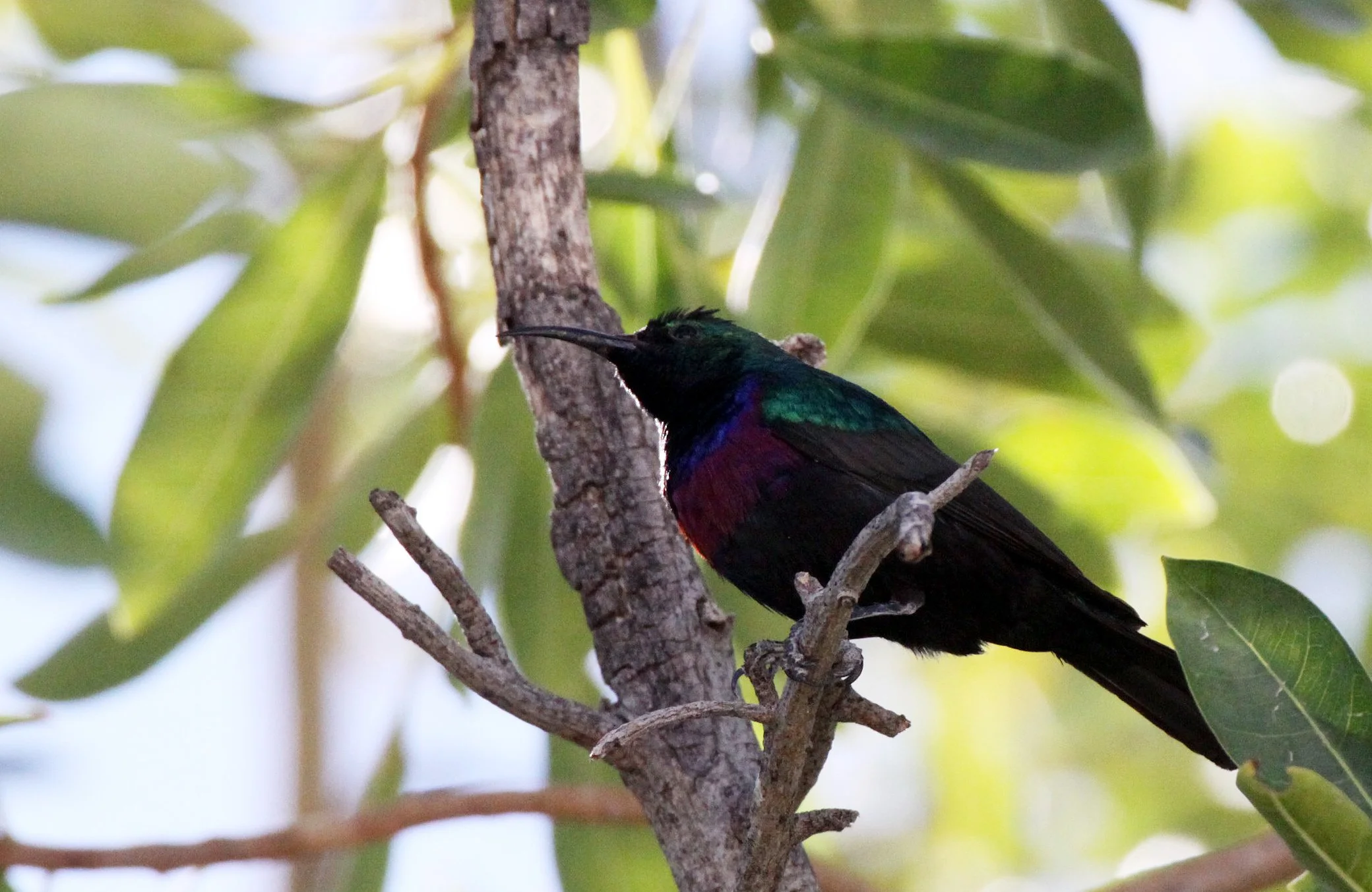 BIRD - SUNBIRD - MARICO SUNBIRD - CINNYRIS MARIQUENSIS - ETOSHA NATIONAL PARK NAMIBIA (3).JPG