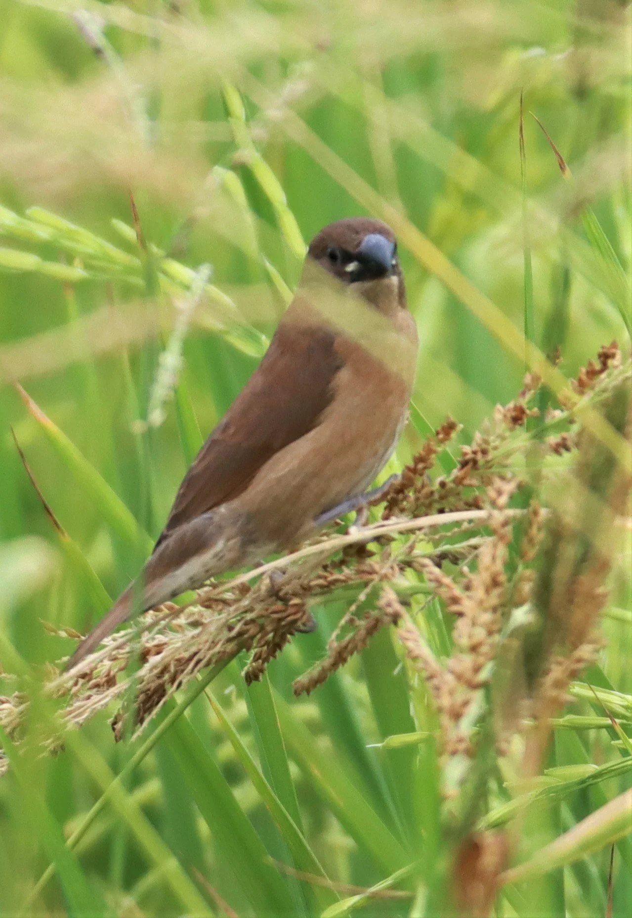 MUNIA - SCALY BREASTED MUNIA - Lonchura punctulata - LAD KRABANG  THAP YAO RICE FIELDS AUGUST 14 2021 (1).jpg