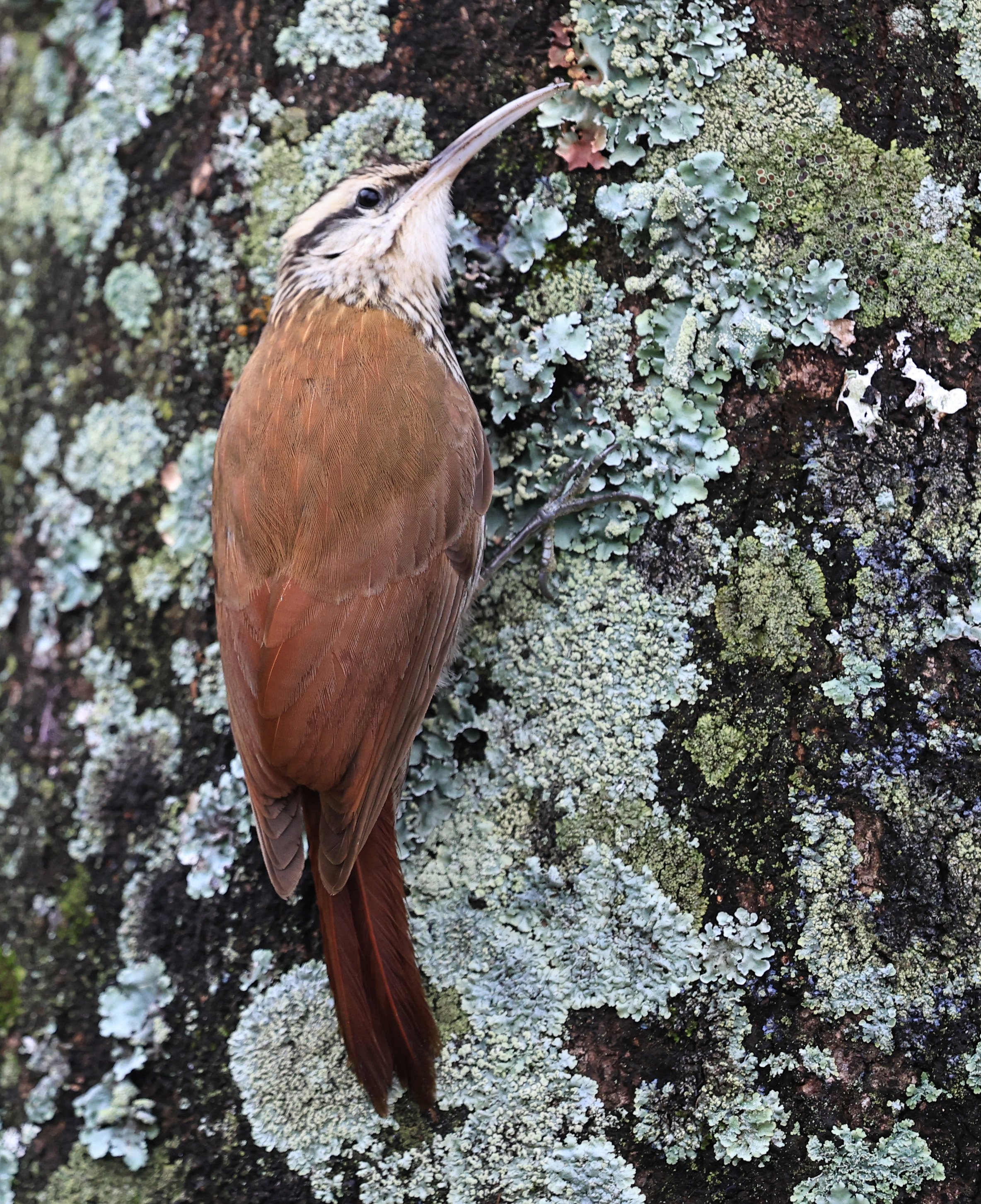 Narrow-billed Woodcreeper (Lepidocolaptes angustirostris) El Palmar National Park, Entre Rios, Argentina  (10).jpg