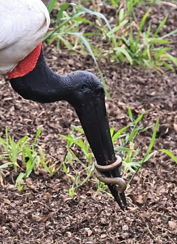Jabiru (Jabiru mycteria) with delicious eel