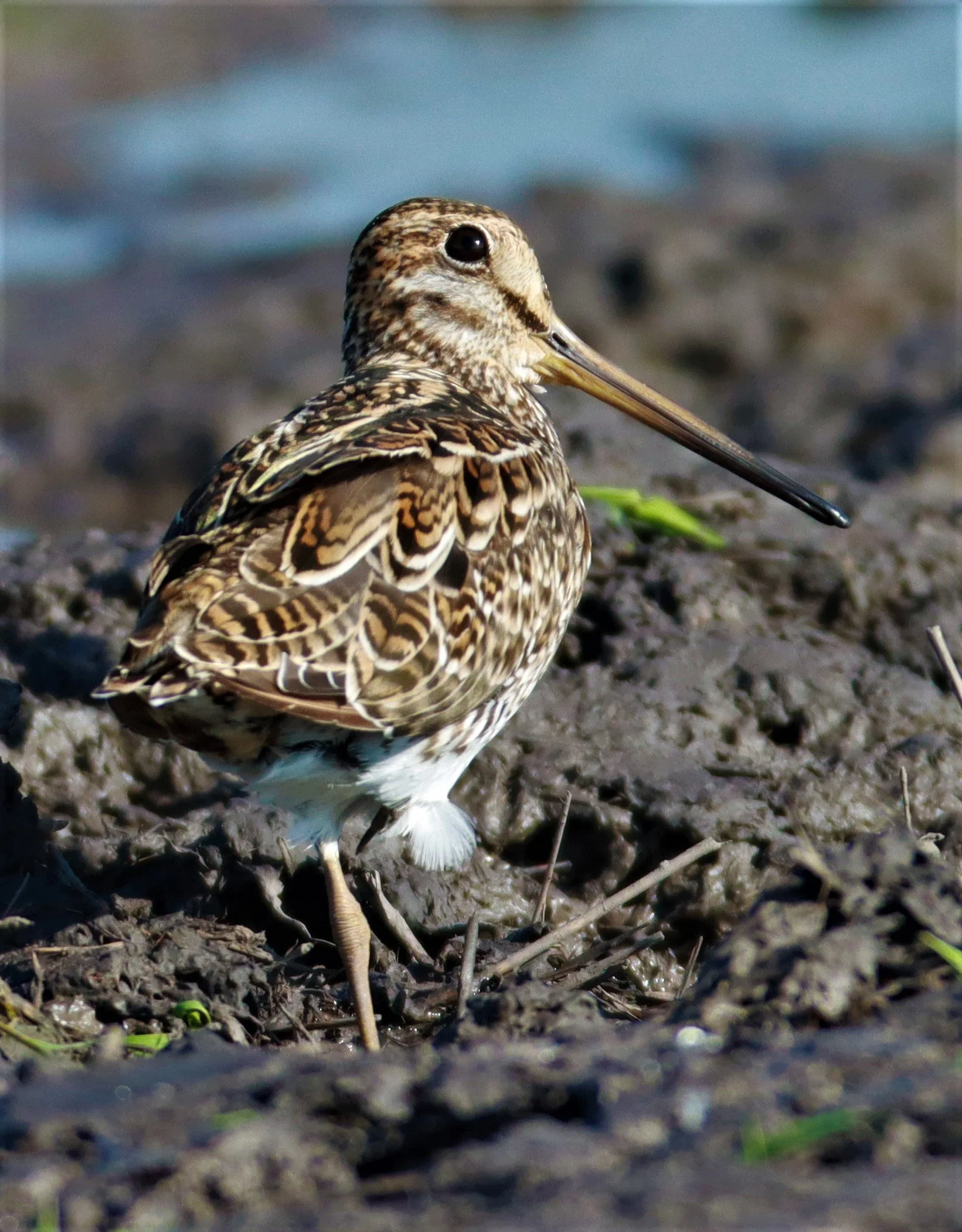 SNIPE - PINTAIL SNIPE - Gallinago stenura - PATHUM THANI RICE RESEARCH CENTER AUGUST 24 2021 (46).jpg