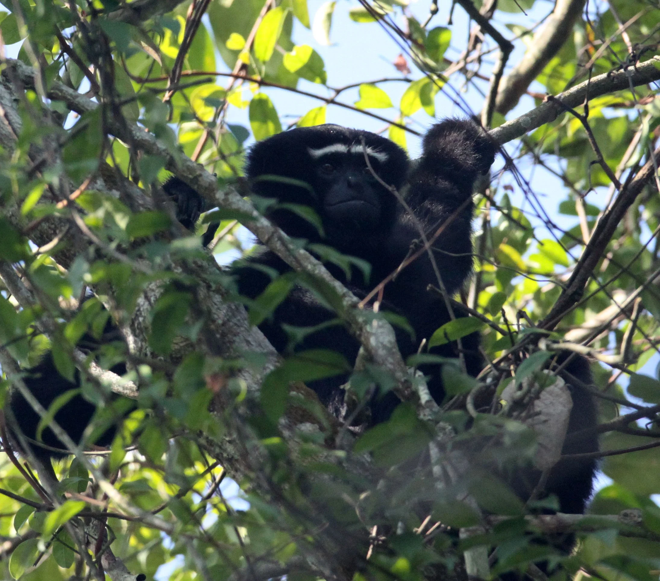HYLOBATIDAE - Hoolock hoolock - WESTERN HOOLOCK'S GIBBON - WILD GIBBON SANCTUARY ASSAM INDIA (145).JPG