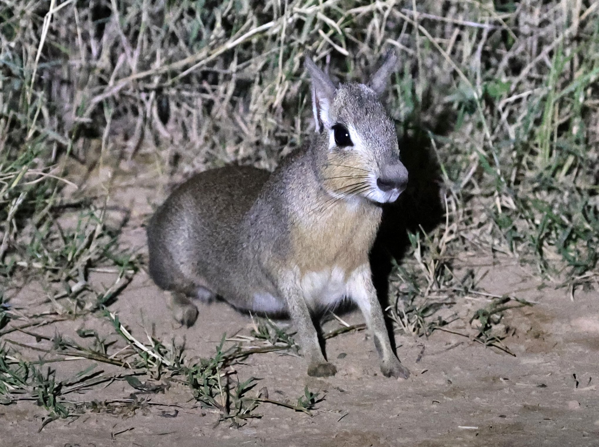 Chacoan Mara (Dolichotis salinicola) Hotel Campestre Iparoma Paraguay (3).jpg