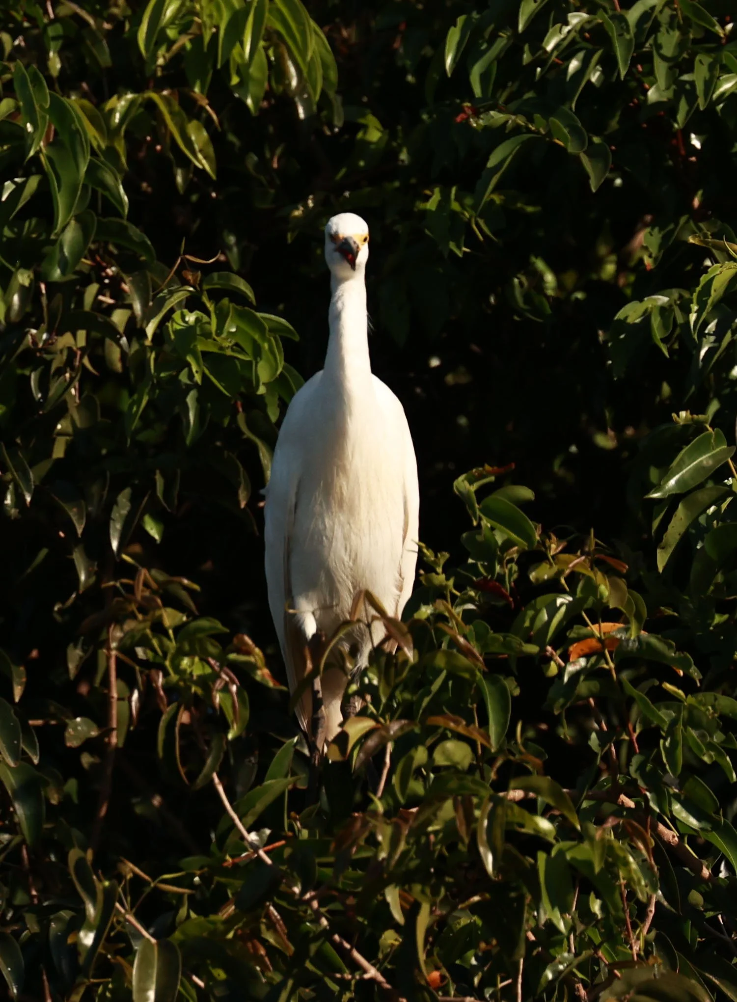 Egretta thula - Pantanal, Encontro das Águas State Park, Porto Jofre, Cuiaba River, Brazil