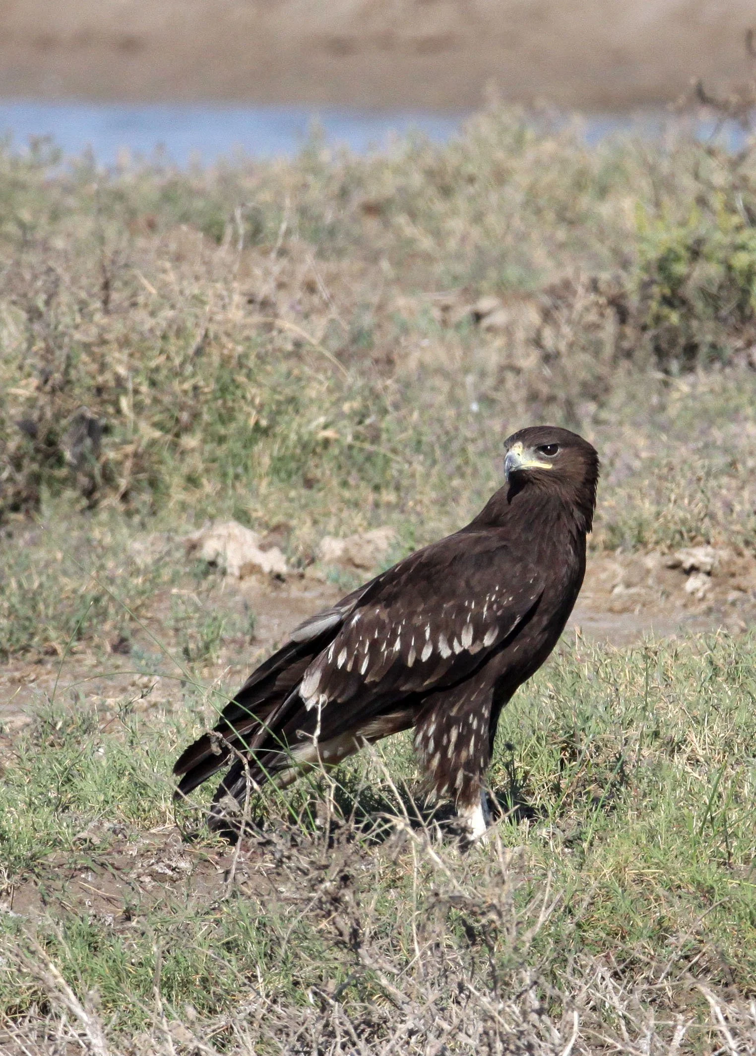 Clanga clanga - GREATER SPOTTED EAGLE - AQUILA CLANGA - LITTLE RANN OF KUTCH GUJARAT INDIA (35).JPG