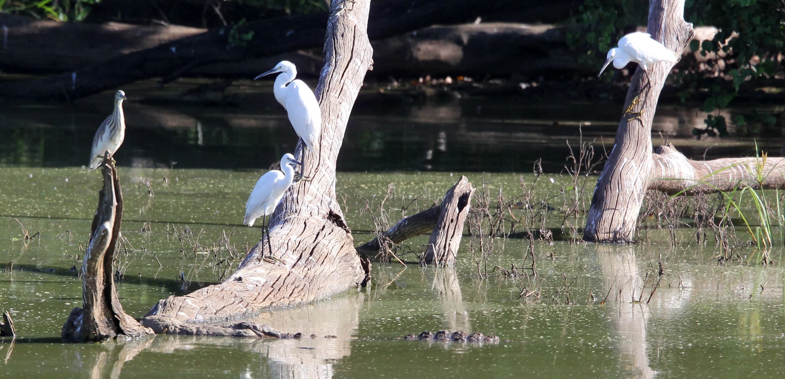 EGRET - LITTLE EGRET- Egretta garzetta - UDAWALAWA NATIONAL PARK SRI LANKA (3).JPG