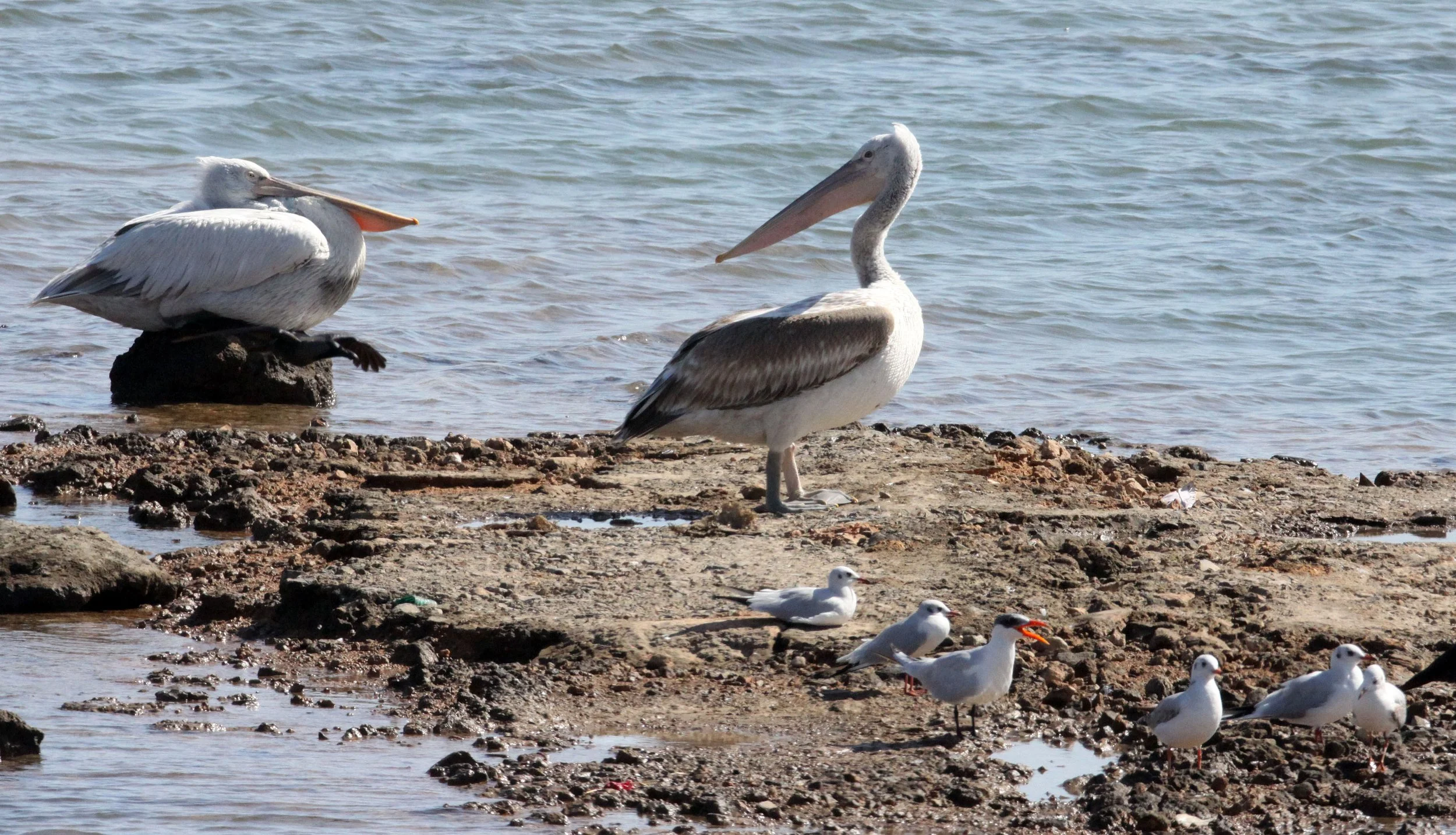 Pelecanus crispus - DALMATIAN PELICAN - GIR FOREST GUJARAT INDIA (85).JPG