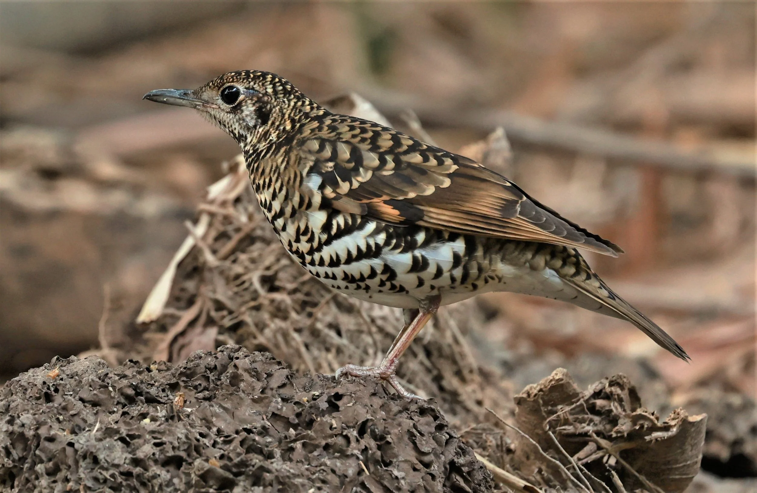 White's Thrush (Zoothera aurea) Putthamonthon Park Nakhon Pathom Thailand (92).jpg