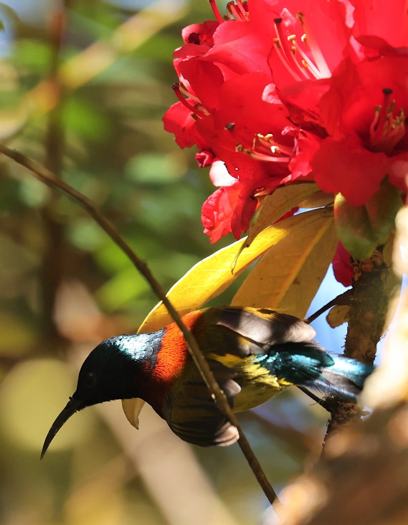 SUNBIRD - DOI INTHANON GREEN-TAILED SUNBIRD - Aethopyga nipalensis angkanensis - DOI INTHANON NP CHIANG MAI, DEC 2021 (46).jpg