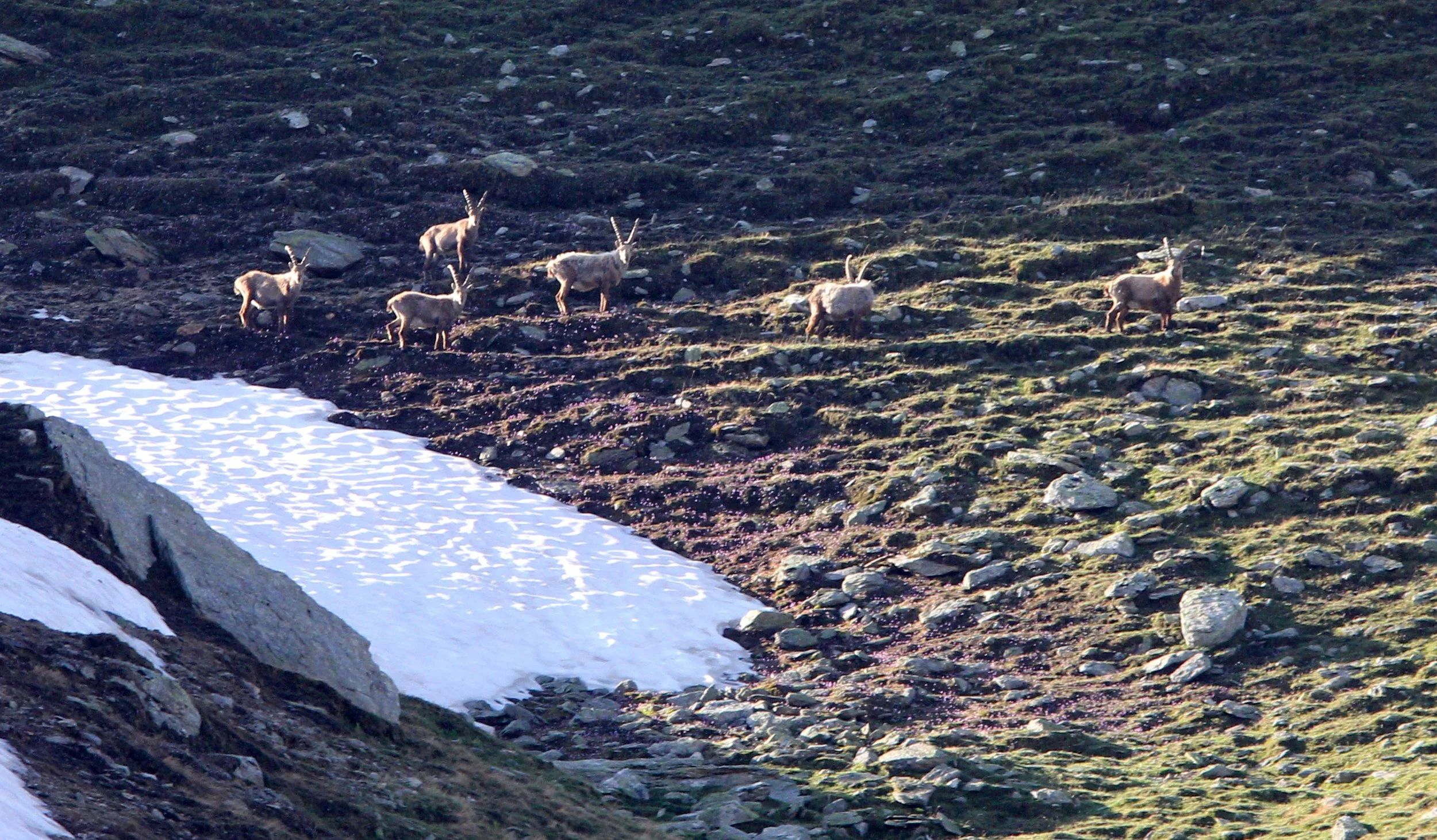 IBEX - ALPINE IBEX - Capra ibex - STELVIO NATIONAL PARK ITALY (7).JPG