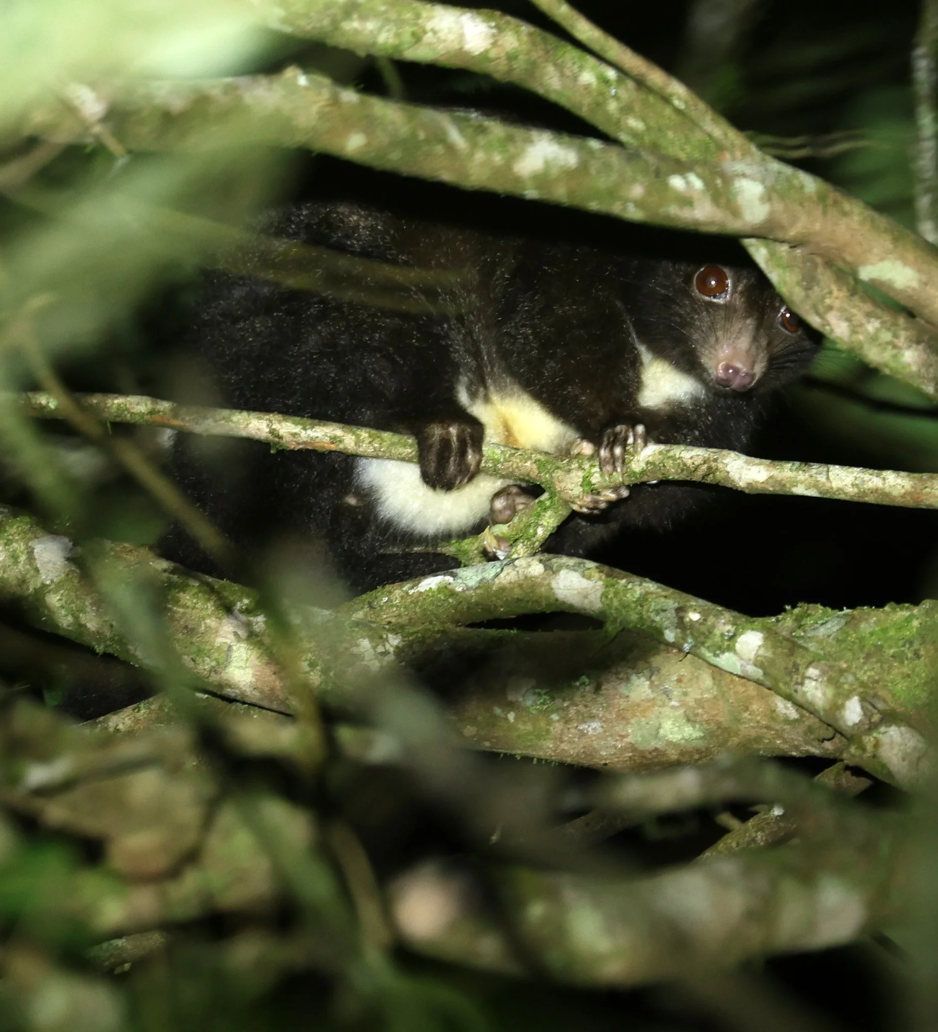 Herbert River Ringtail Possum (Pseudochirulus herbertensis) Mount Hypipamee Crater NP & Vicinity - Queensland