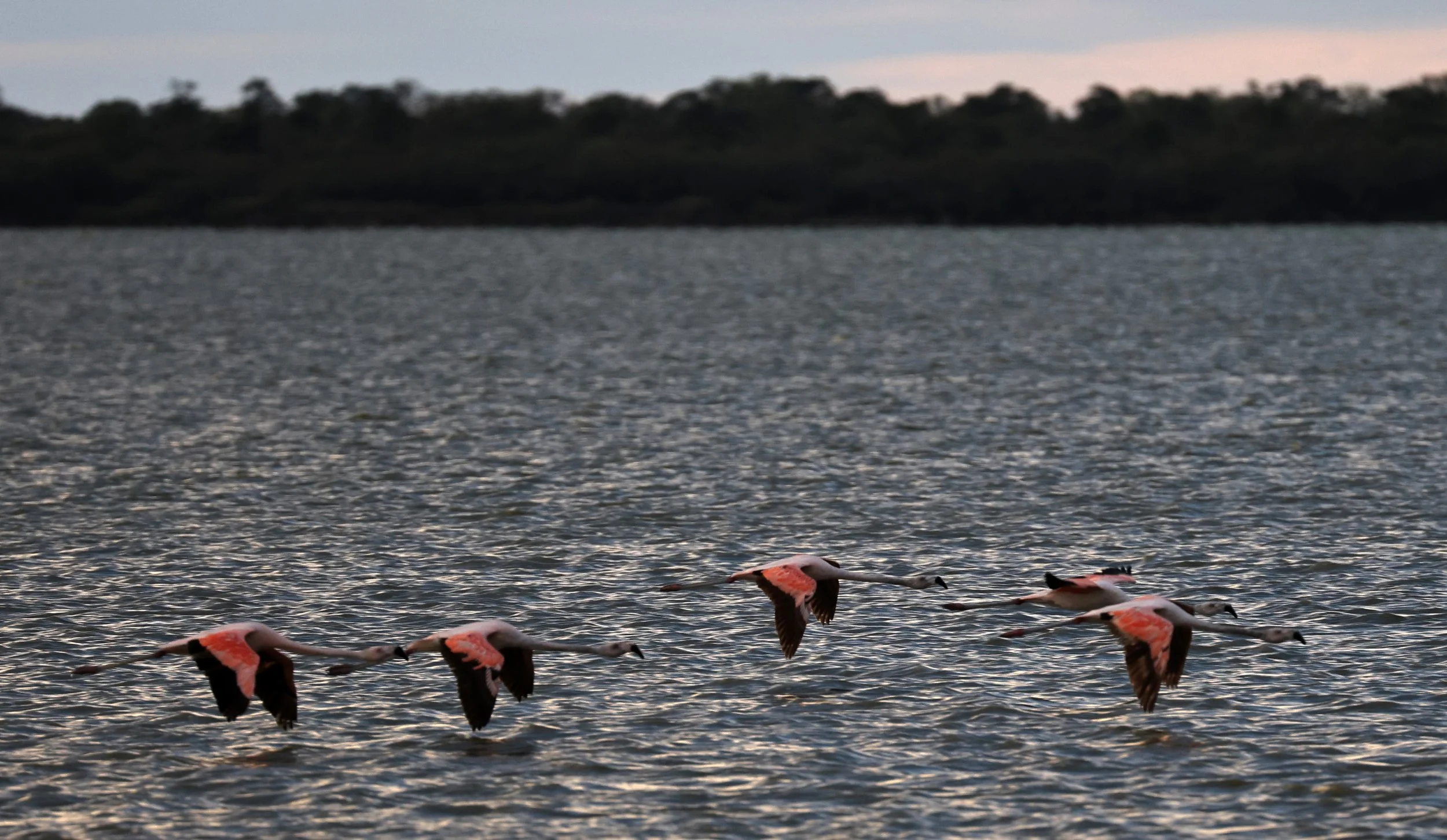 Chilean Flamingo (Phoenicopterus chilensis) Chaco Lodge & Laguna Salada Paraguay (69).jpg