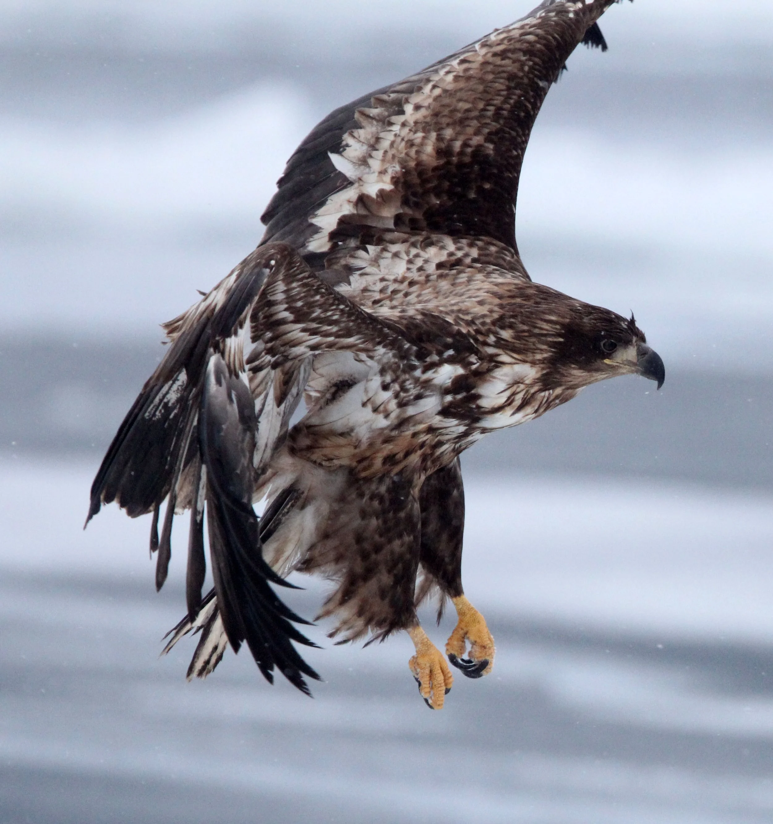 BIRD - EAGLE - WHITE-TAILED EAGLE - RAUSU, SHIRETOKO PENINSULA & NATIONAL PARK - HOKKAIDO JAPAN (40).JPG