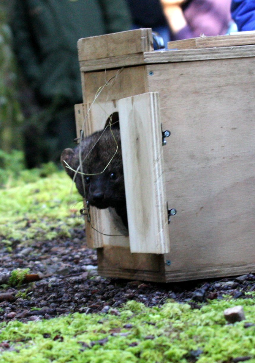 MUSTELID - FISHER - FINAL RELEASE ON 2-20-2010 (3).JPG
