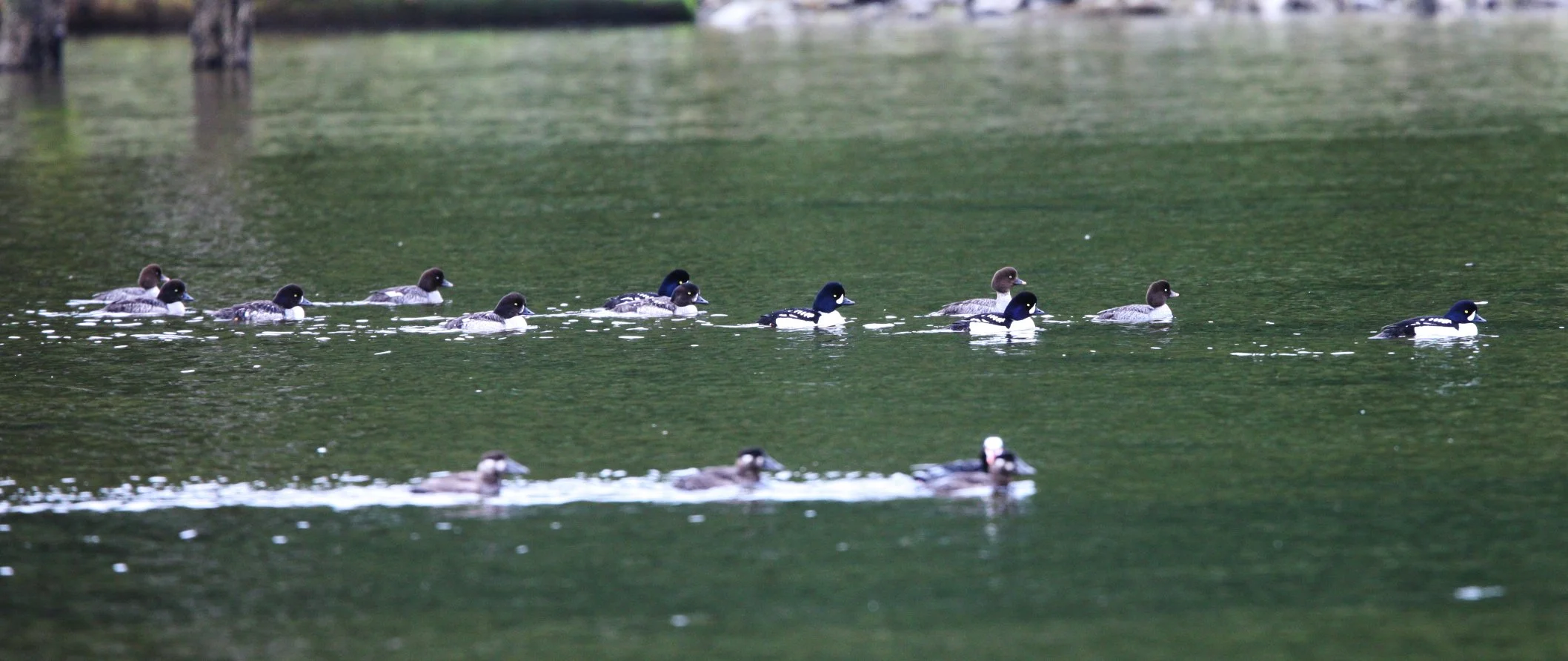 GOLDENEYE - BARROW'S GOLDEN EYE - Bucephala islandica - KNIGHT'S INLET BRITISH COLUMBIA (3).JPG