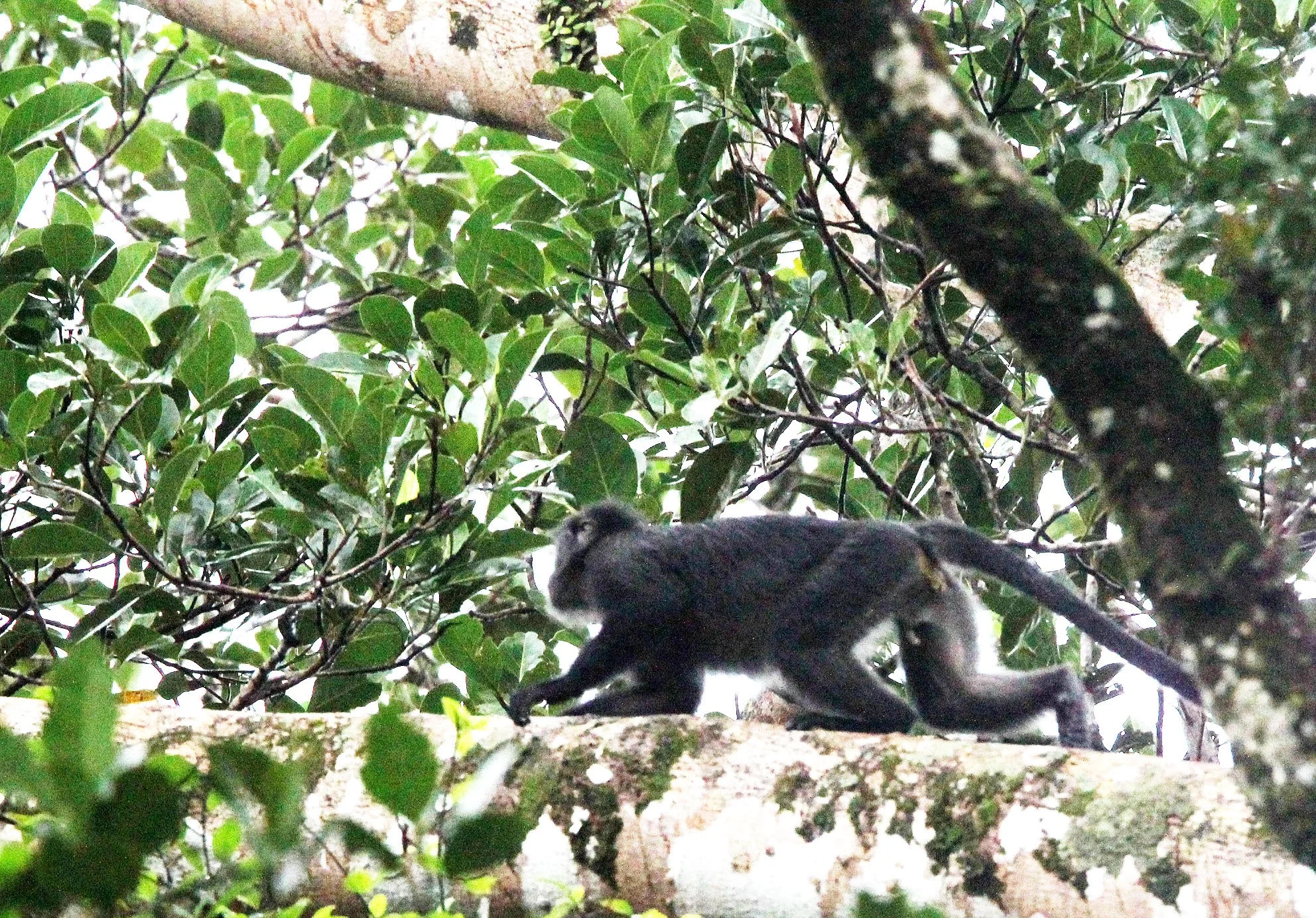 CERCOPITHECIDAE - Presbytis comata comata JAVAN GRIZZLED LANGUR - UJUNG KULON NATIONAL PARK - JAVA BARAT INDONESIA  (13).JPG