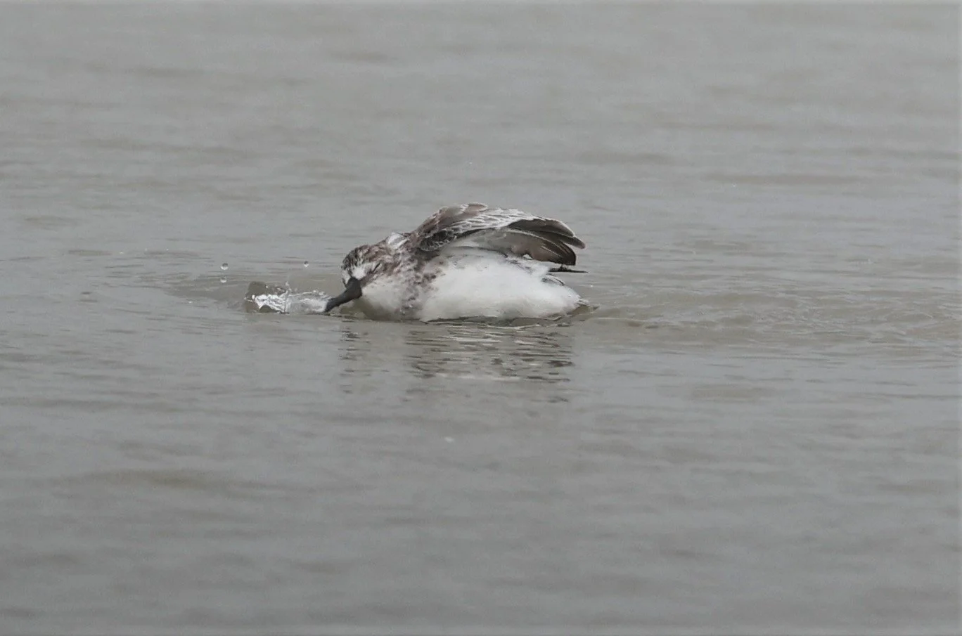 SANDPIPER - BROADBILL SANDPIPER - Calidris falcinellus - PAK THALE 16 & 19 OCTOBER 2021 (11).jpg