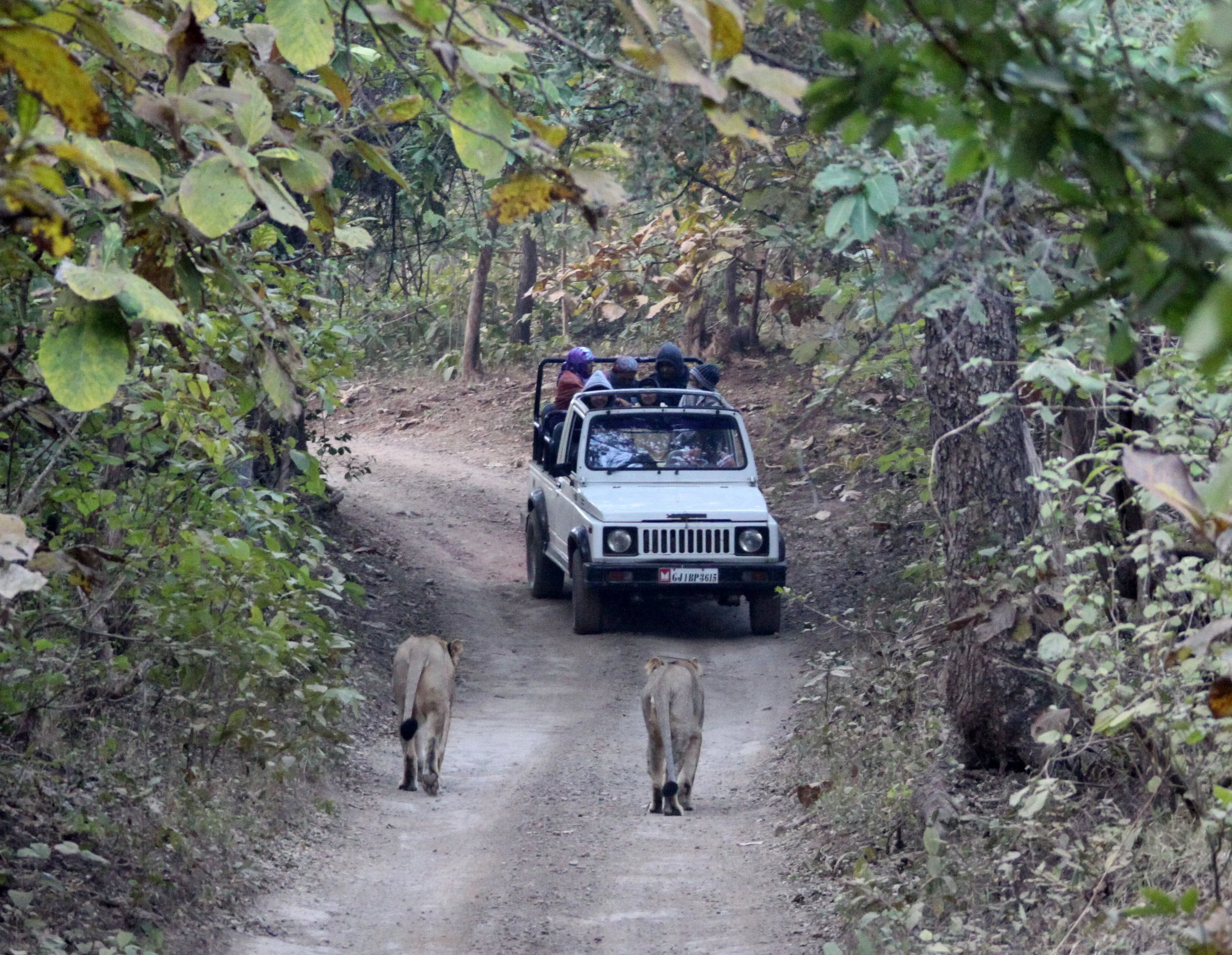 Panthera leo leo - ASIATIC LION - GIR FOREST GUJARAT INDIA (202).JPG
