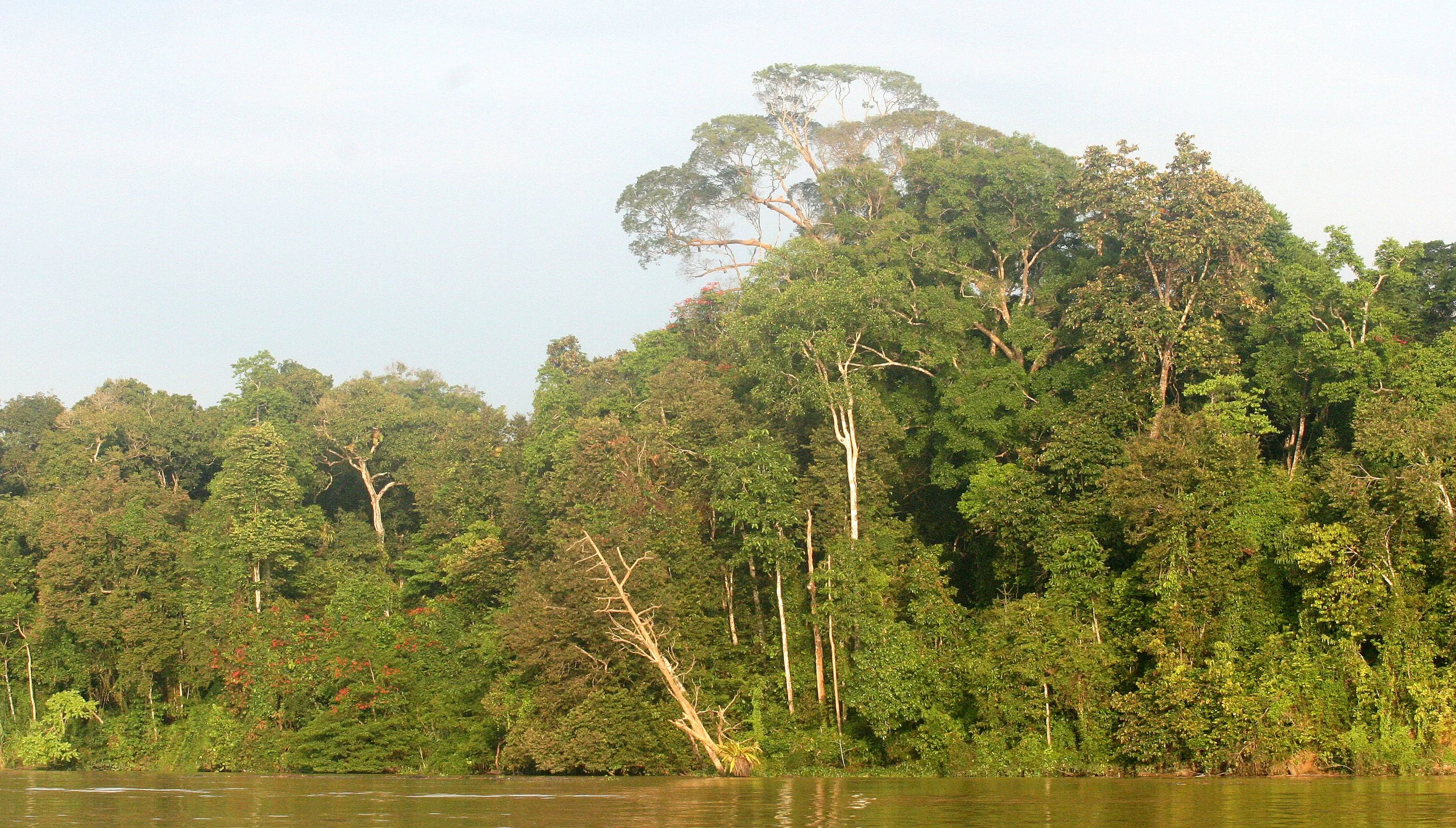 KINABATANGAN RIVER BORNEO - FOREST GIANT - KOMPASIA TREE (3).JPG