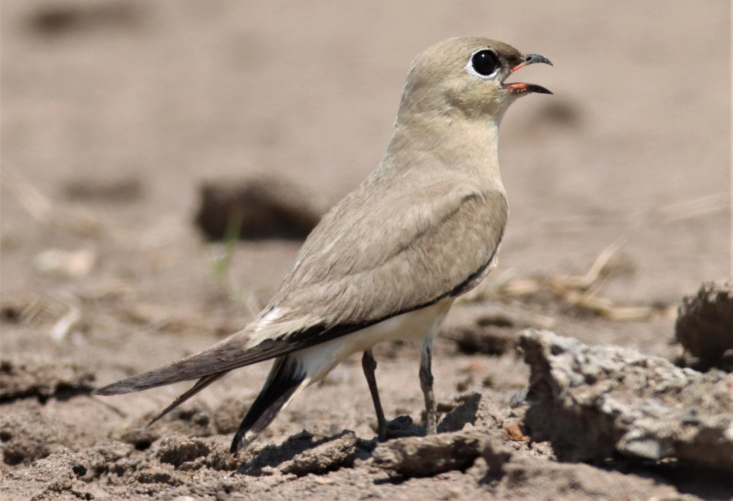 PRATINCOLE - SMALL PRATINCOLE - Glareola lactea - BANG KHAEM WETLANDS NAKHON PATHOM (51).jpg