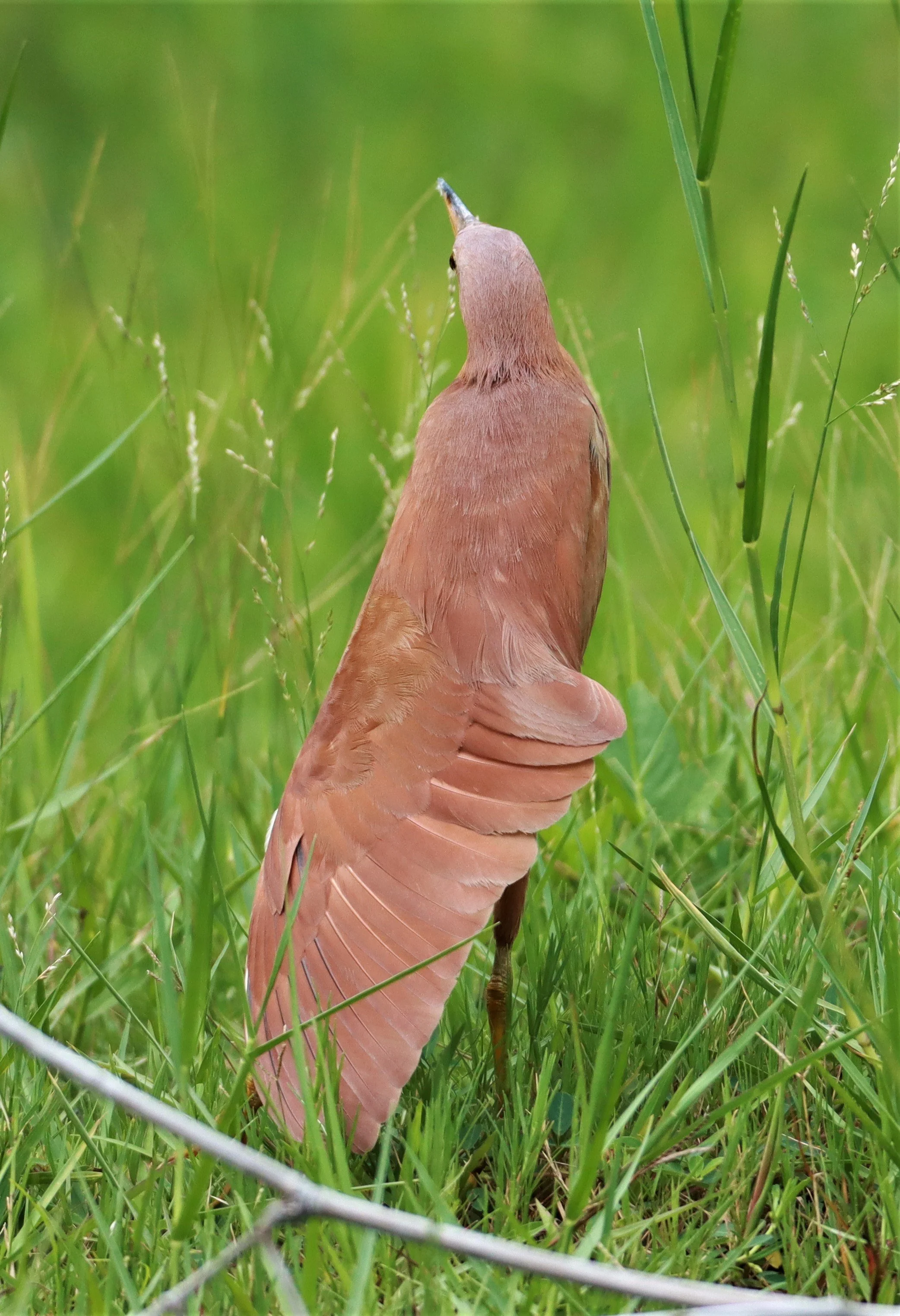 BITTERN - CINNAMON BITTERN (CHESTNUT BITTERN) - Ixobrychus cinnamomeus - BURIRAM HUAI CHORAKHE MAK (12).jpg