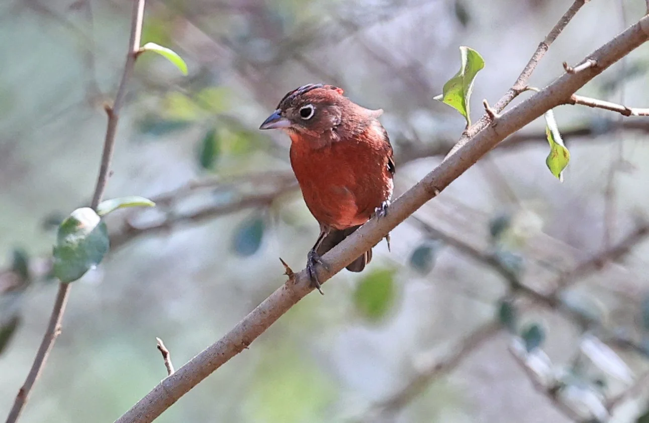 Red-crested Finch (Coryphospingus cucullatus) Hotel Campestre Iparoma Paraguay (20).jpg